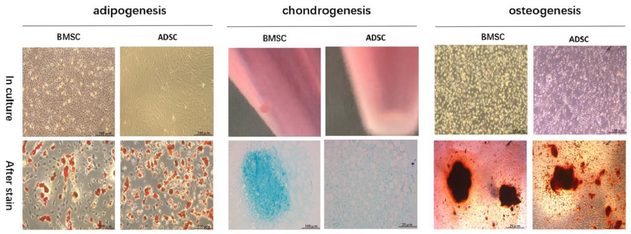 Bioengineering 09 00318 g001 Bioengineering 09 00318 g001