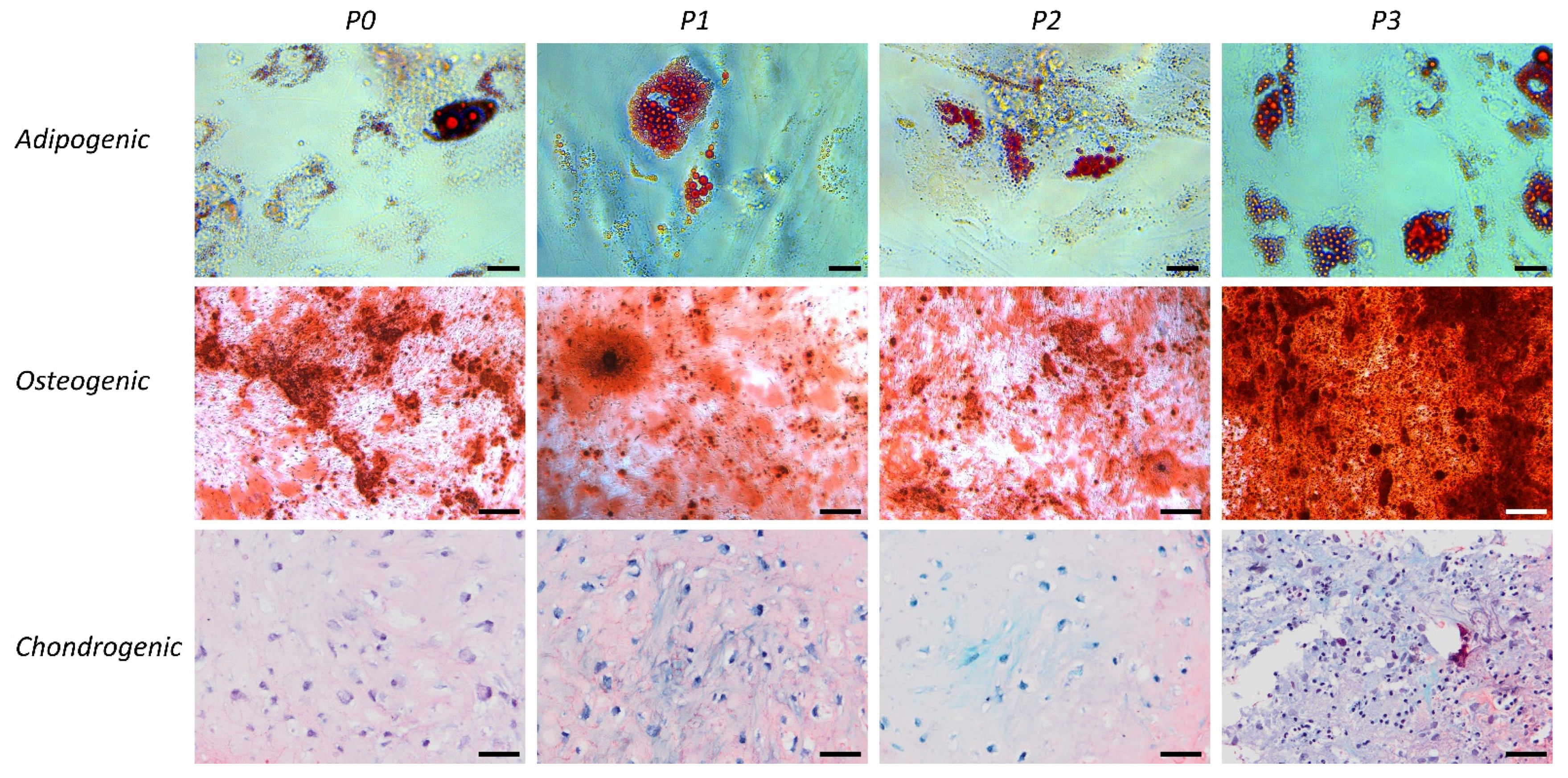 Bioengineering 09 00345 g003