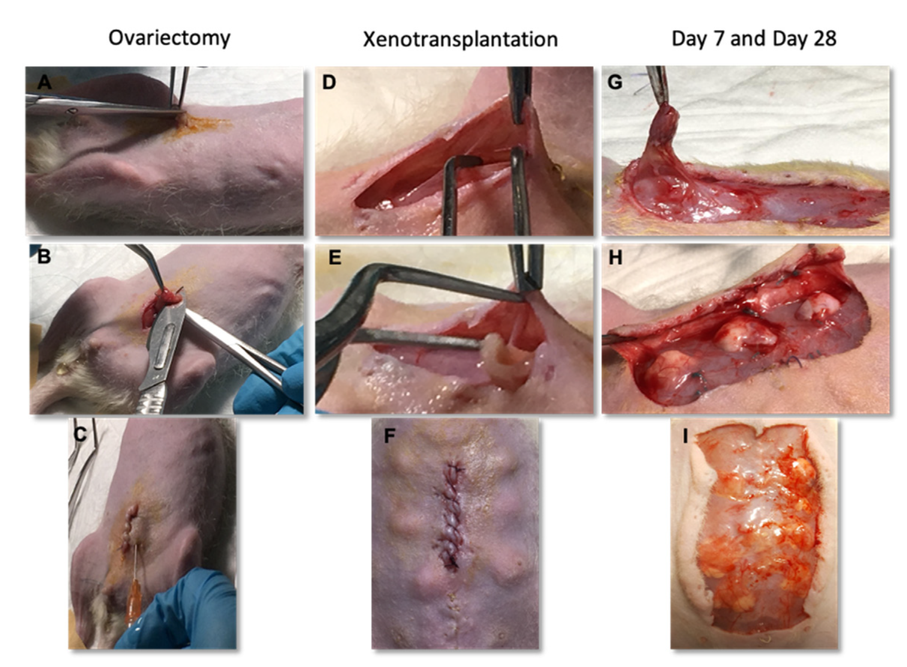 Bioengineering 09 00357 g002