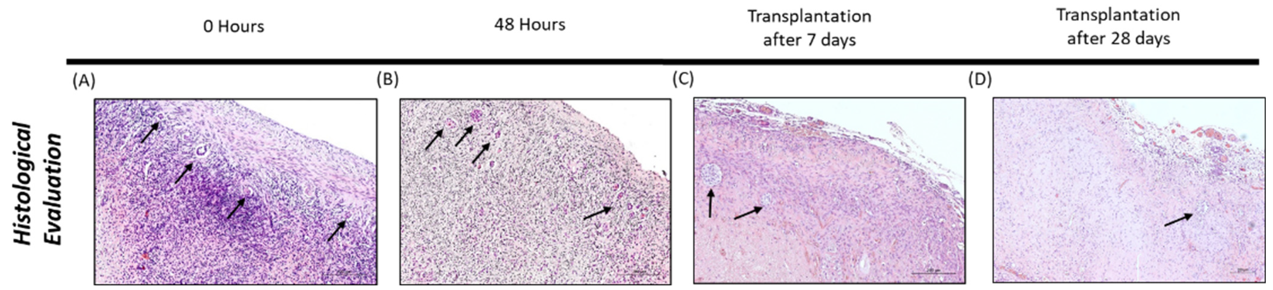 Bioengineering 09 00357 g003