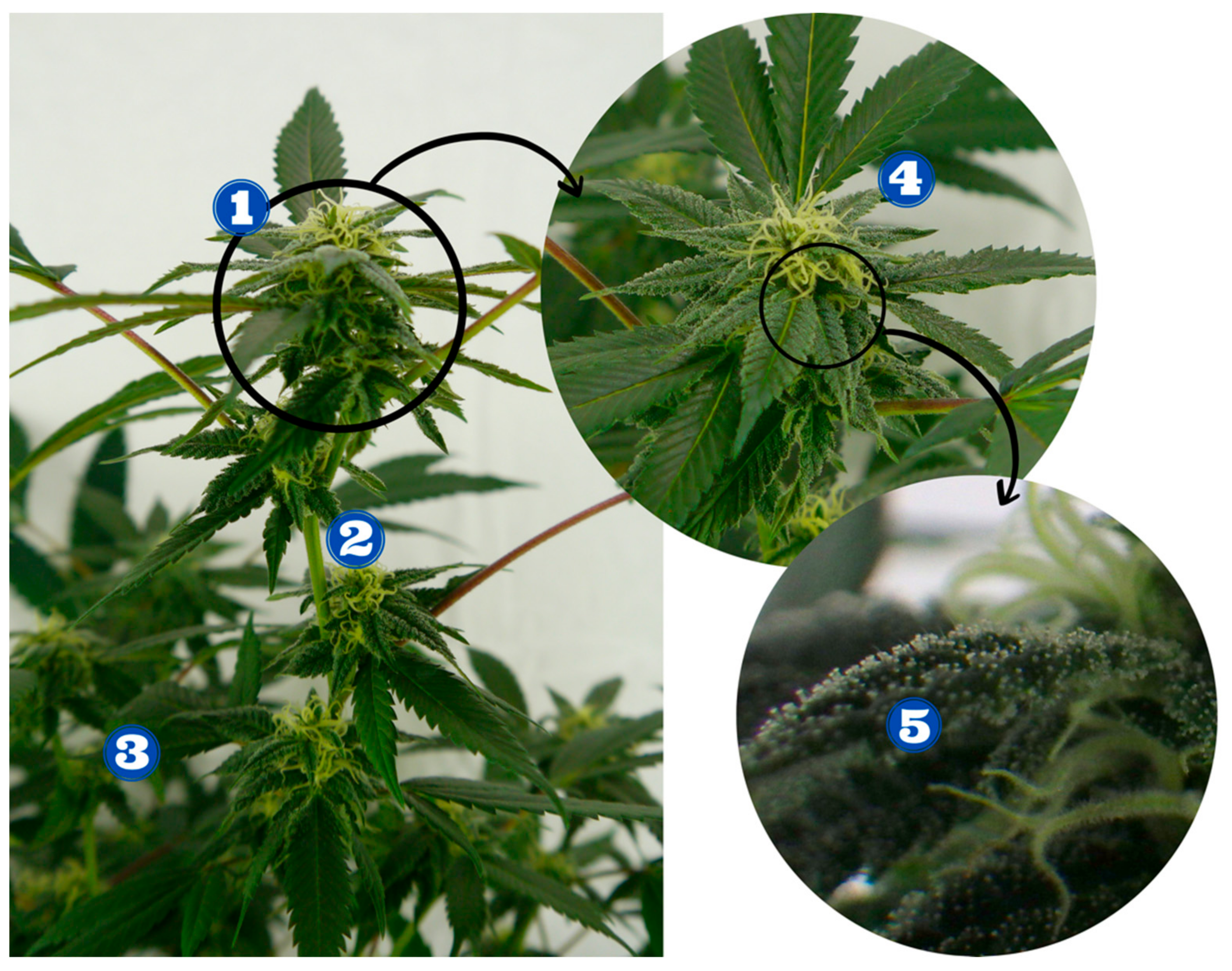 Bioengineering | Free Full-Text | Postharvest Operations of Cannabis and  Their Effect on Cannabinoid Content: A Review