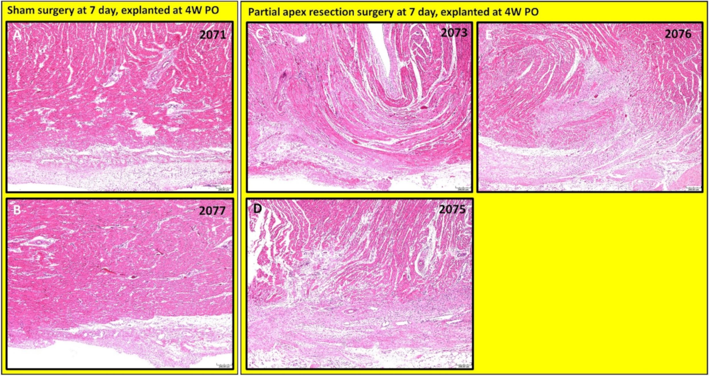 Bioengineering 09 00401 g009 Bioengineering 09 00401 g009