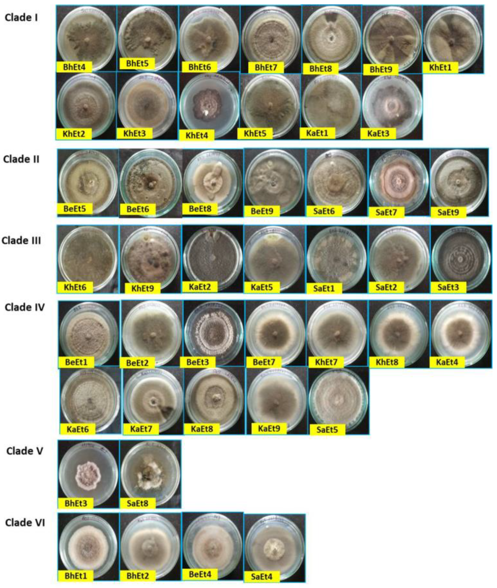 Bioengineering 09 00403 g001
