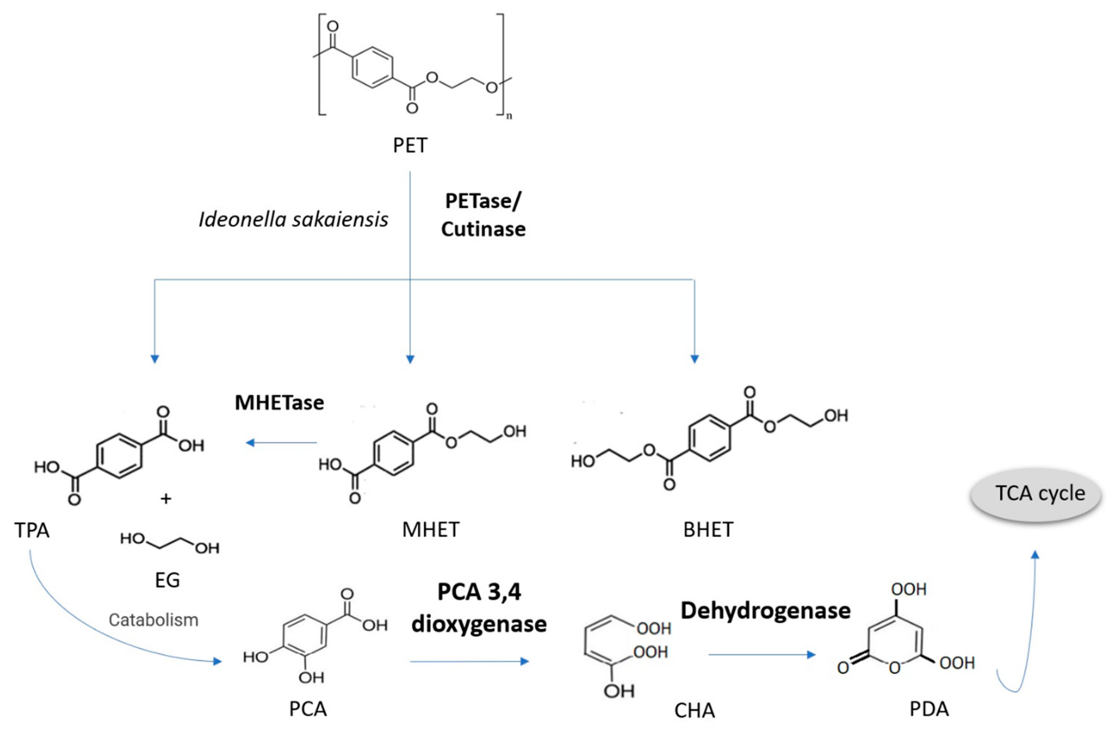 Bioengineering 09 00432 g005 Bioengineering 09 00432 g005
