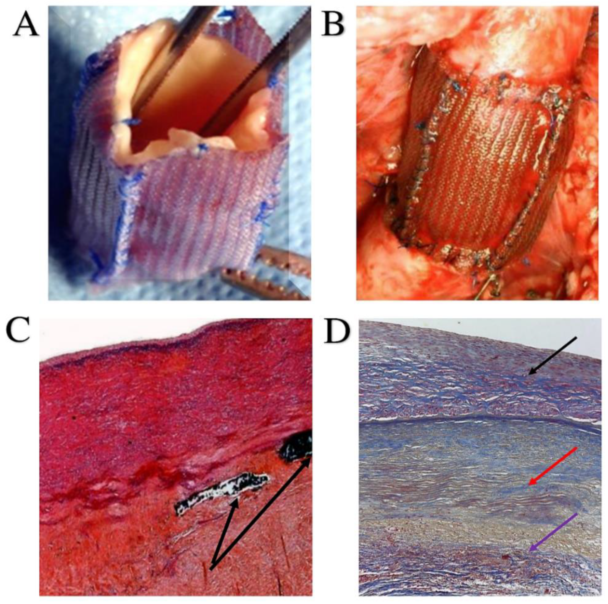 Bioengineering 09 00456 g007