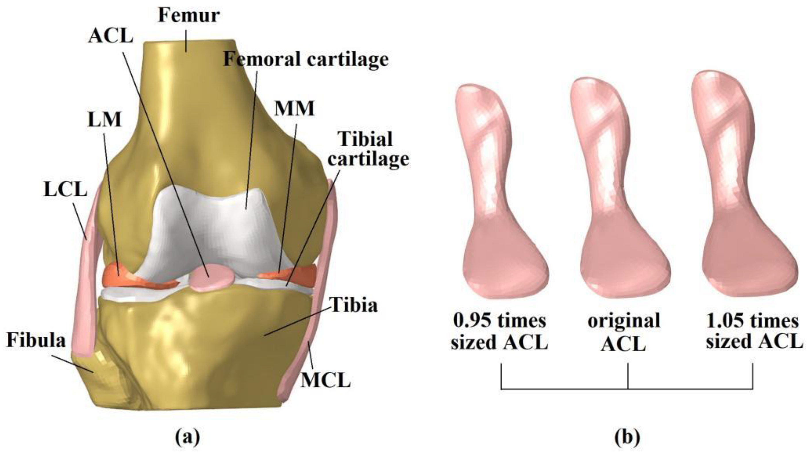 Bioengineering Free Full Text Graft Diameter Should Reflect The