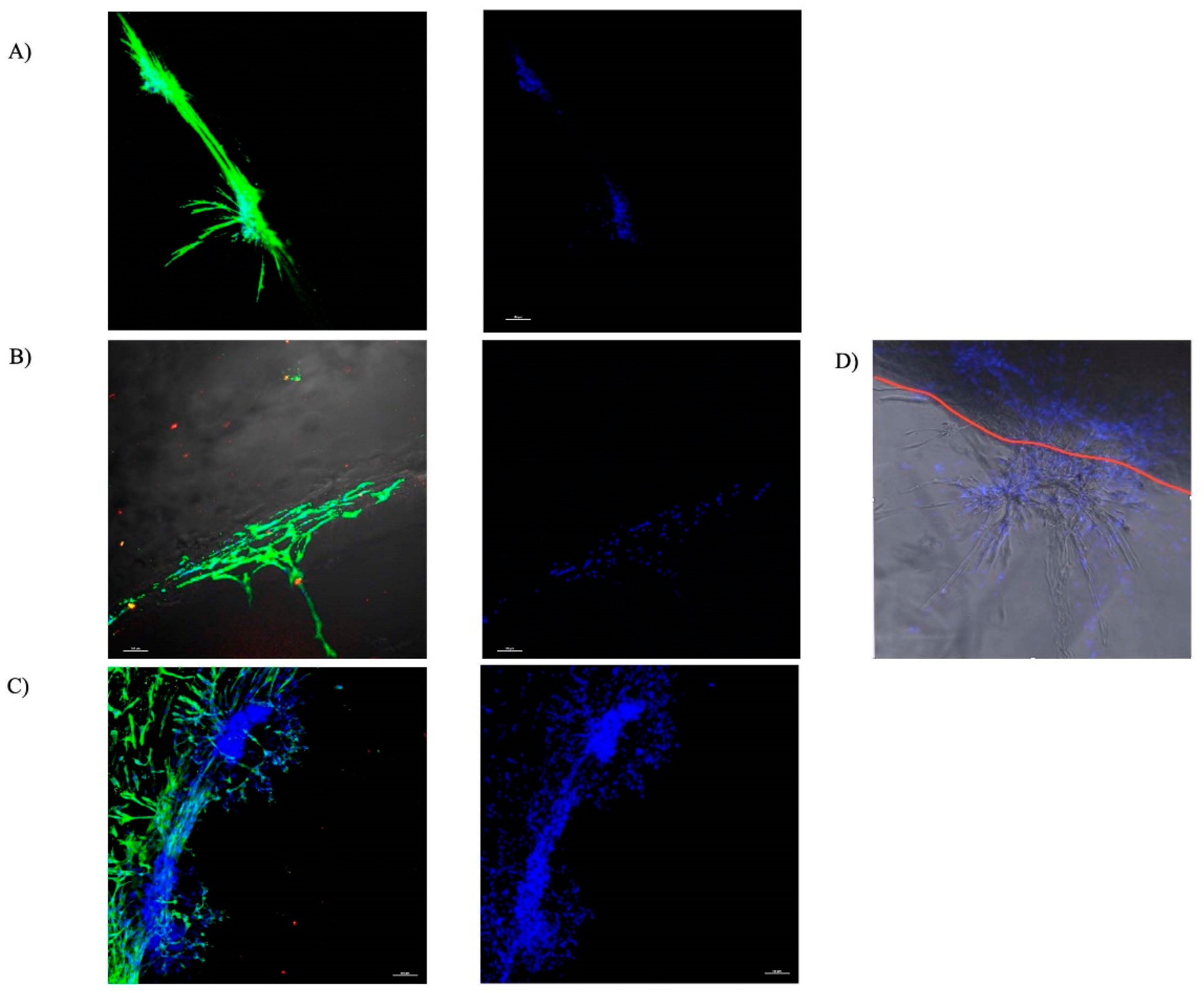 Bioengineering 09 00513 g002