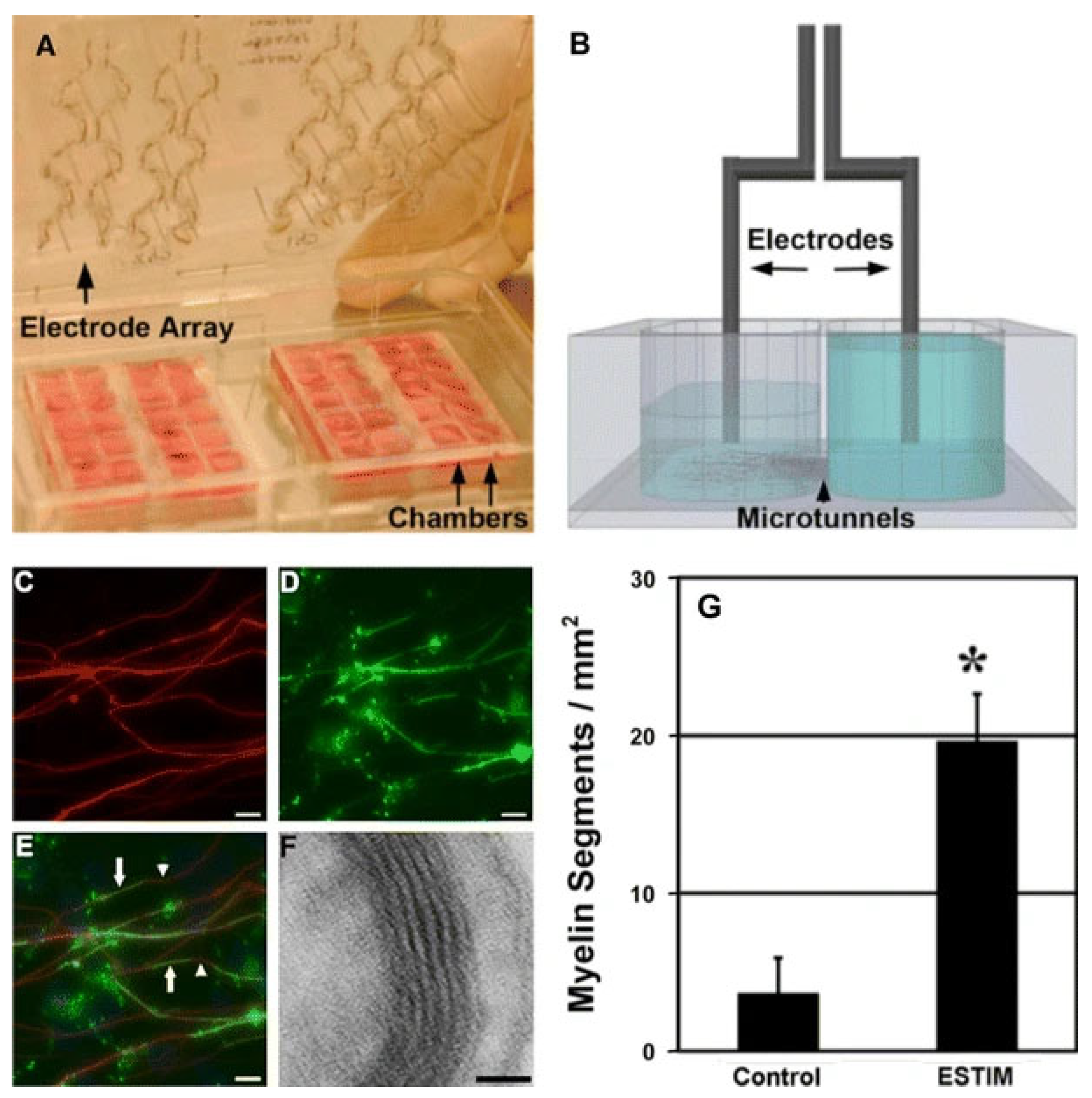 Bioengineering | Free Full-Text | A Review On The Technological ...