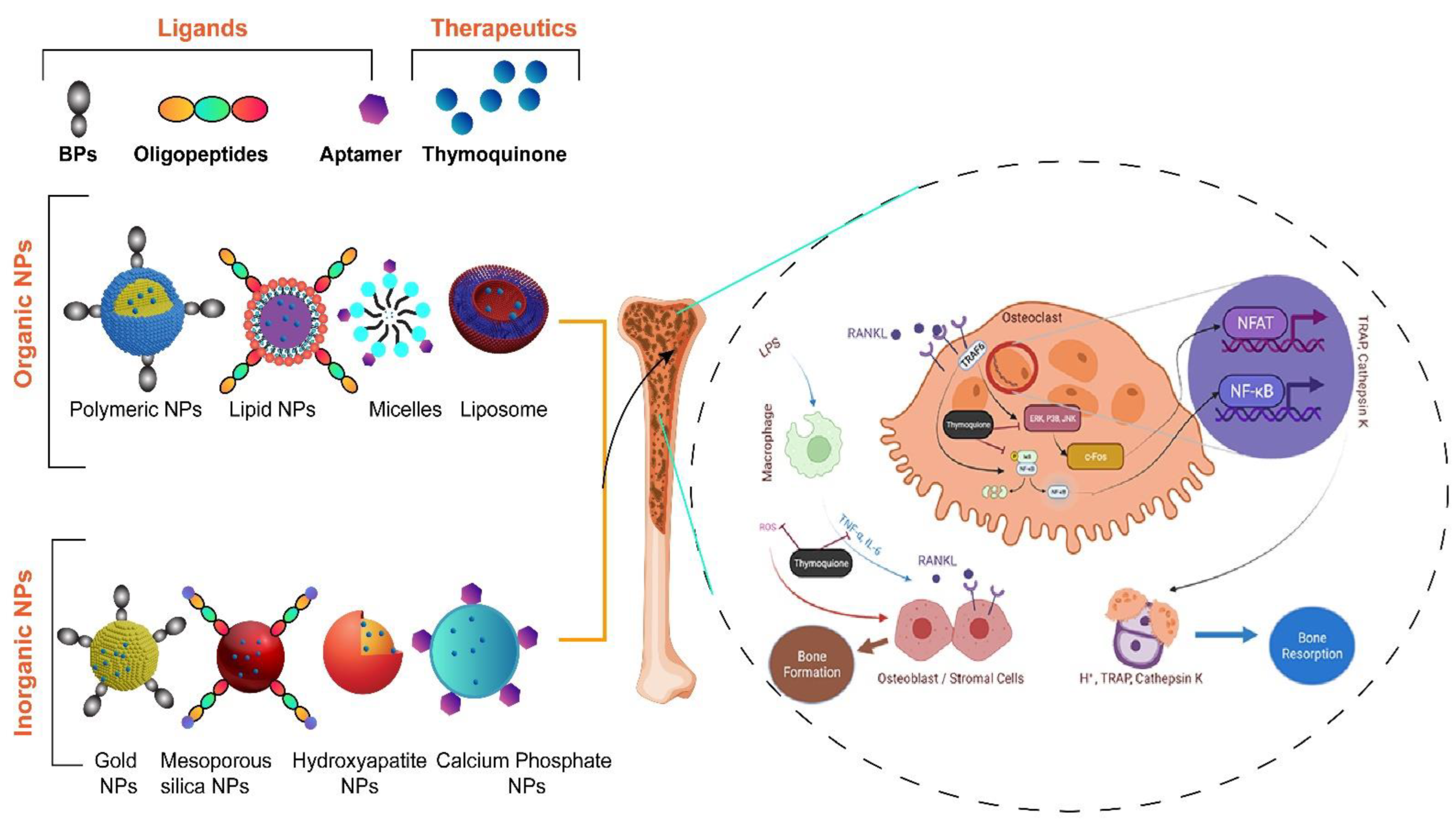 Bioengineering 09 00631 g006 Bioengineering 09 00631 g006