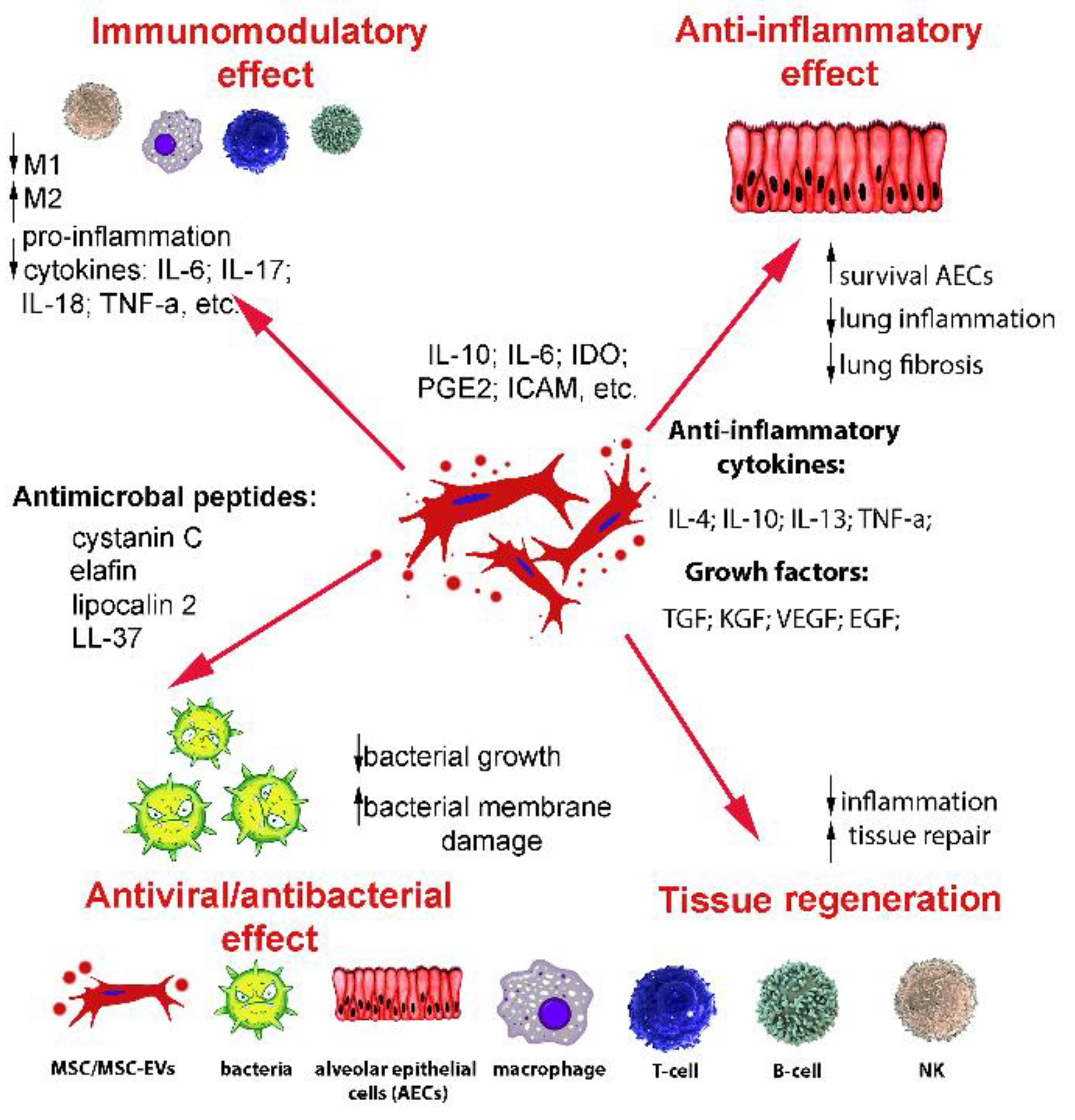 Bioengineering | Free Full-Text | Mesenchymal Stem Cells and MSCs-Derived  Extracellular Vesicles in Infectious Diseases: From Basic Research to Clinical  Practice