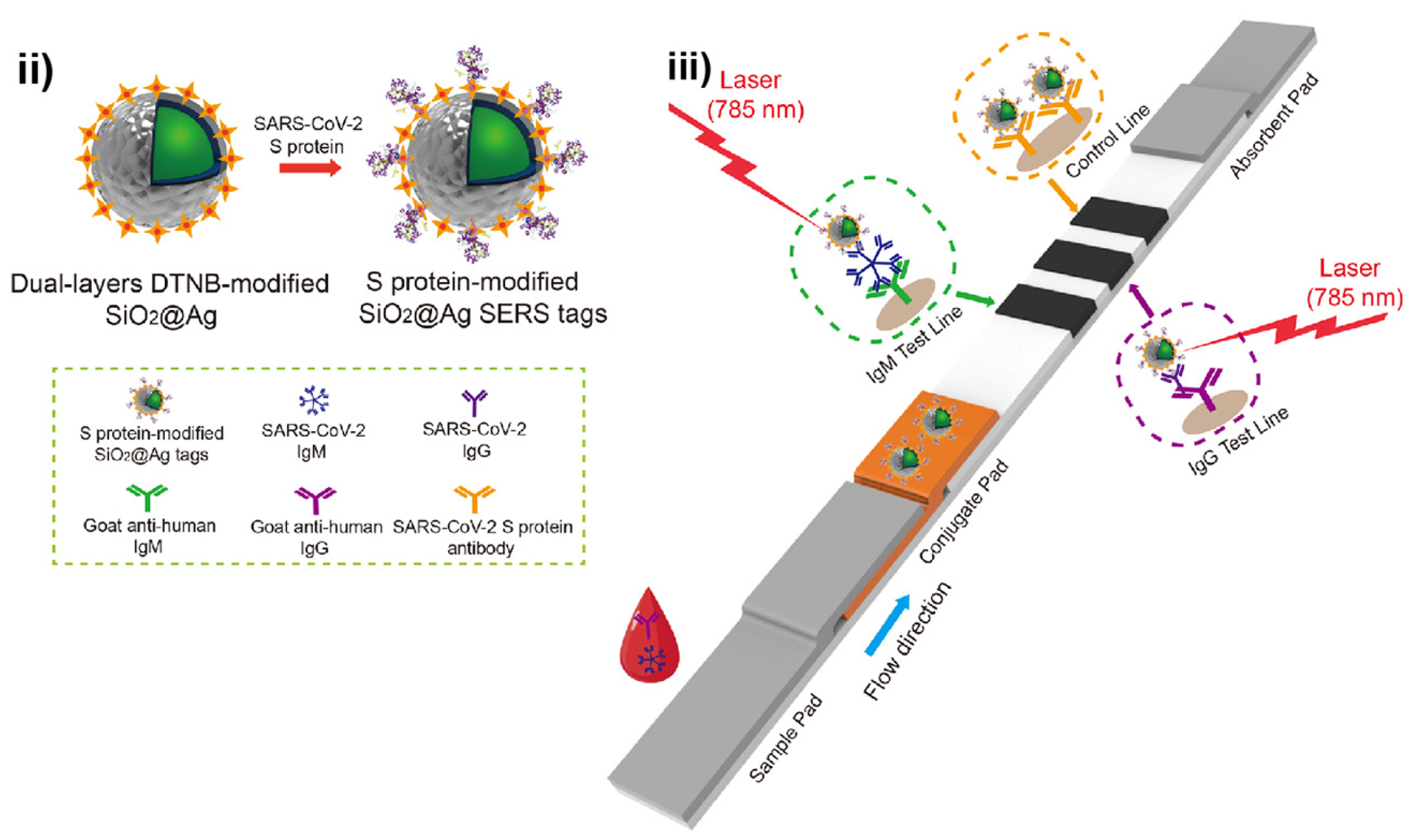Bioengineering 09 00666 g006b Bioengineering 09 00666 g006b