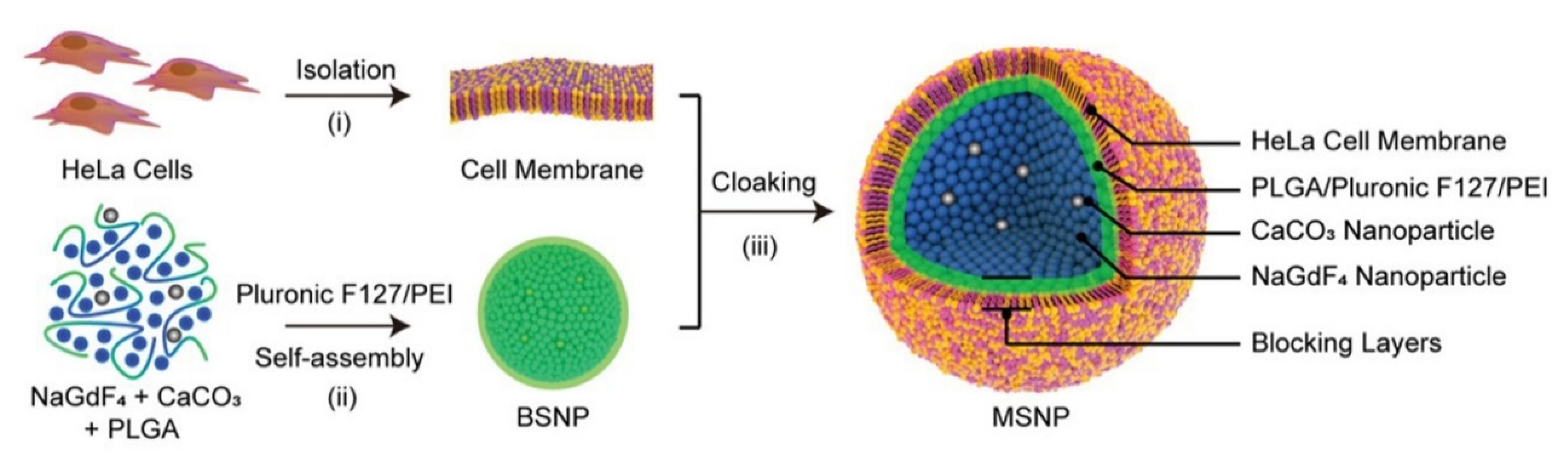 Bioengineering 09 00691 g002 Bioengineering 09 00691 g002