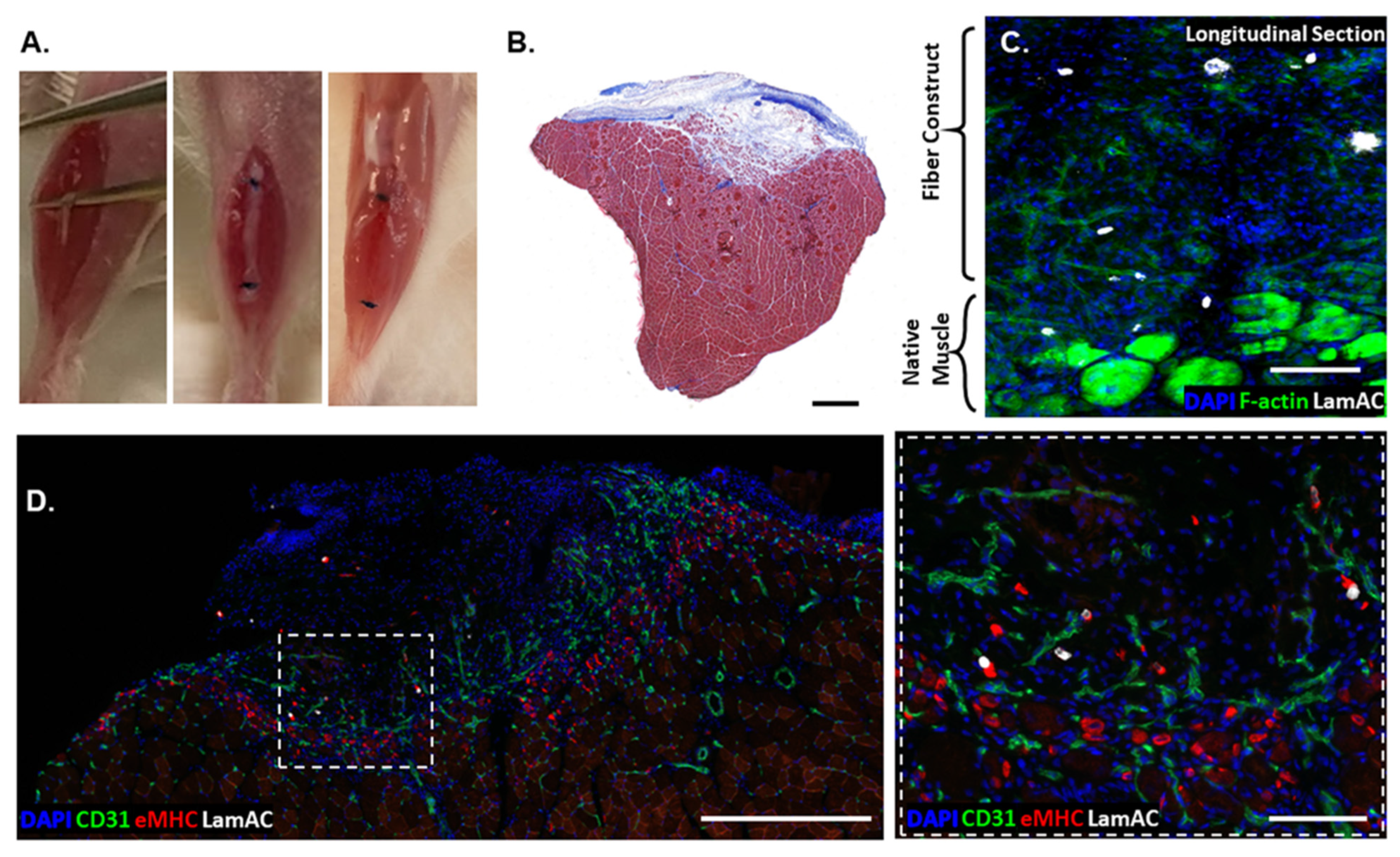 Bioengineering 09 00693 g004