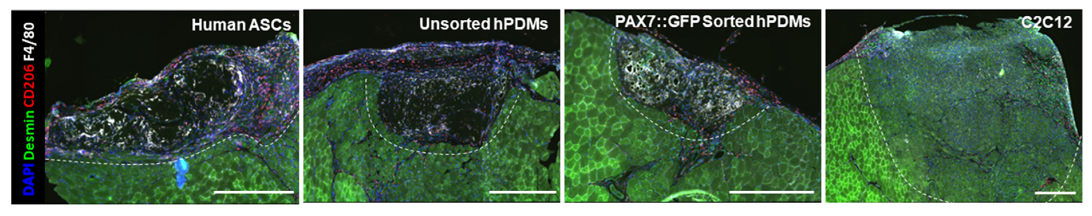 Bioengineering 09 00693 g005