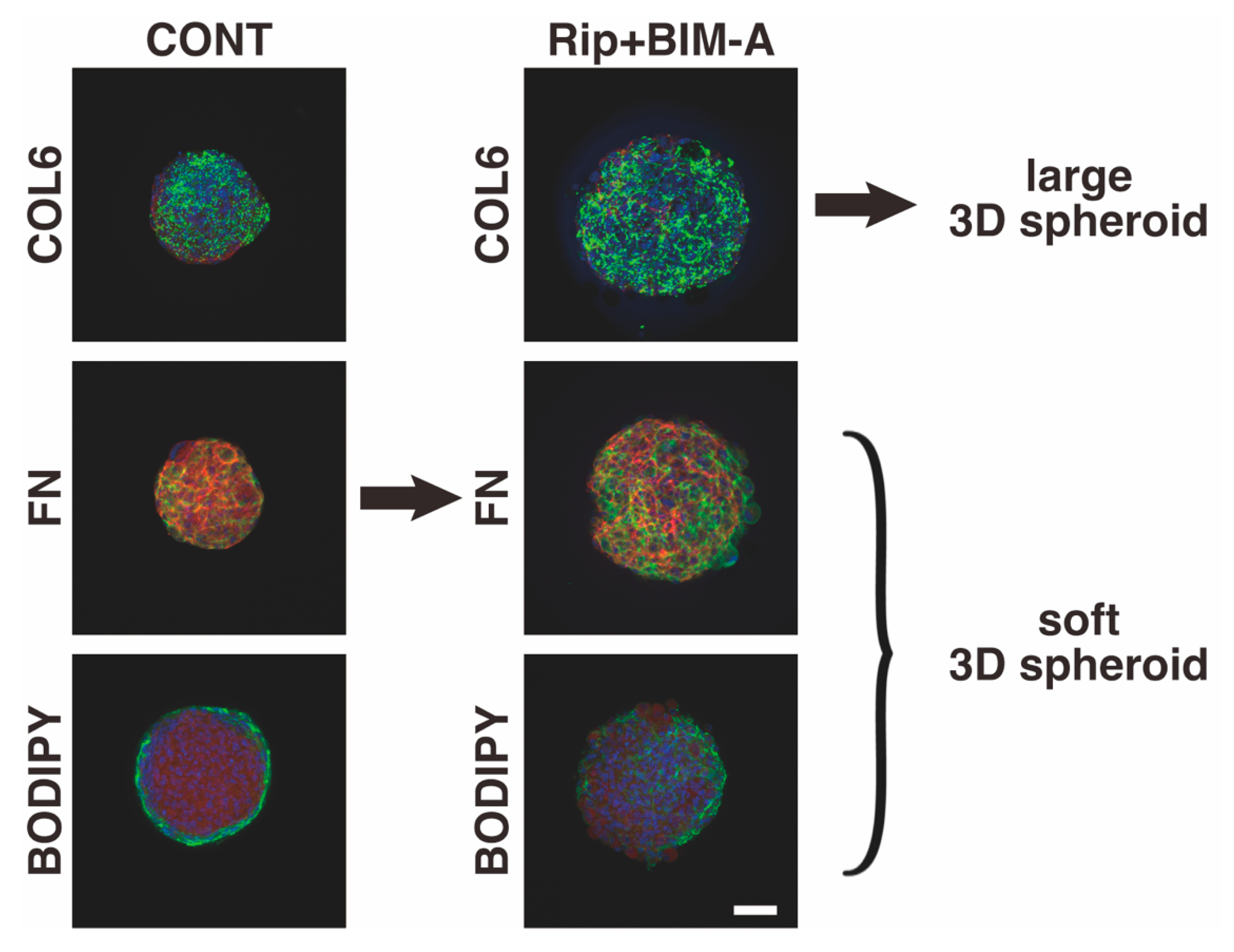 Bioengineering 09 00702 g010 Bioengineering 09 00702 g010