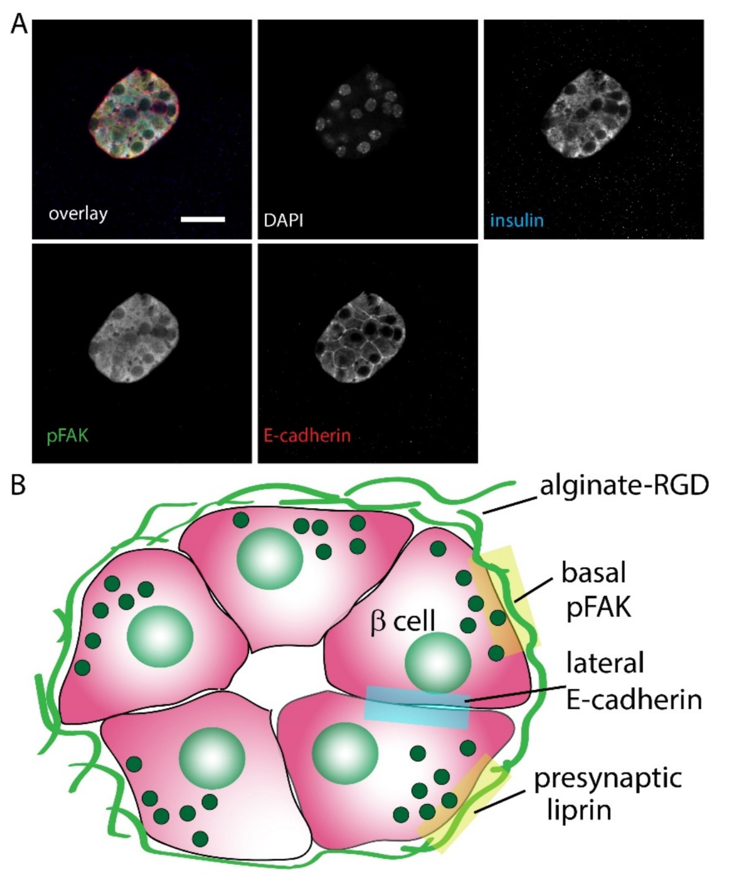 Bioengineering 09 00722 g005