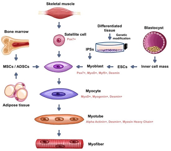 Skeletal muscle differentiation of human iPSCs meets bioengineering  strategies: perspectives and challenges