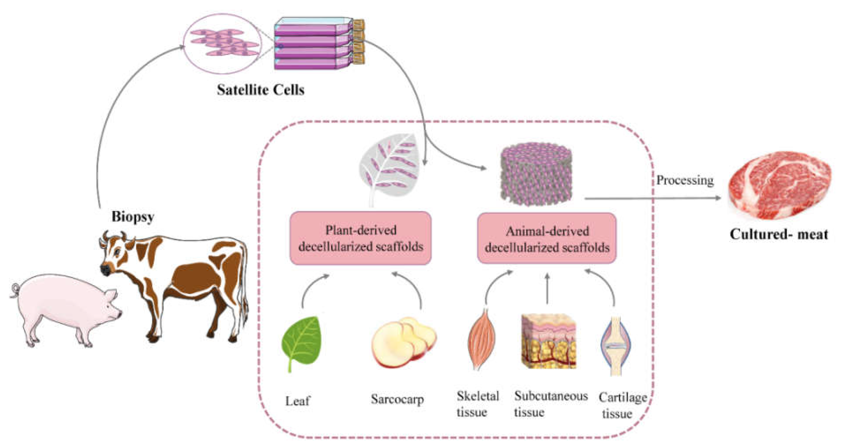 Bioengineering 09 00787 g001