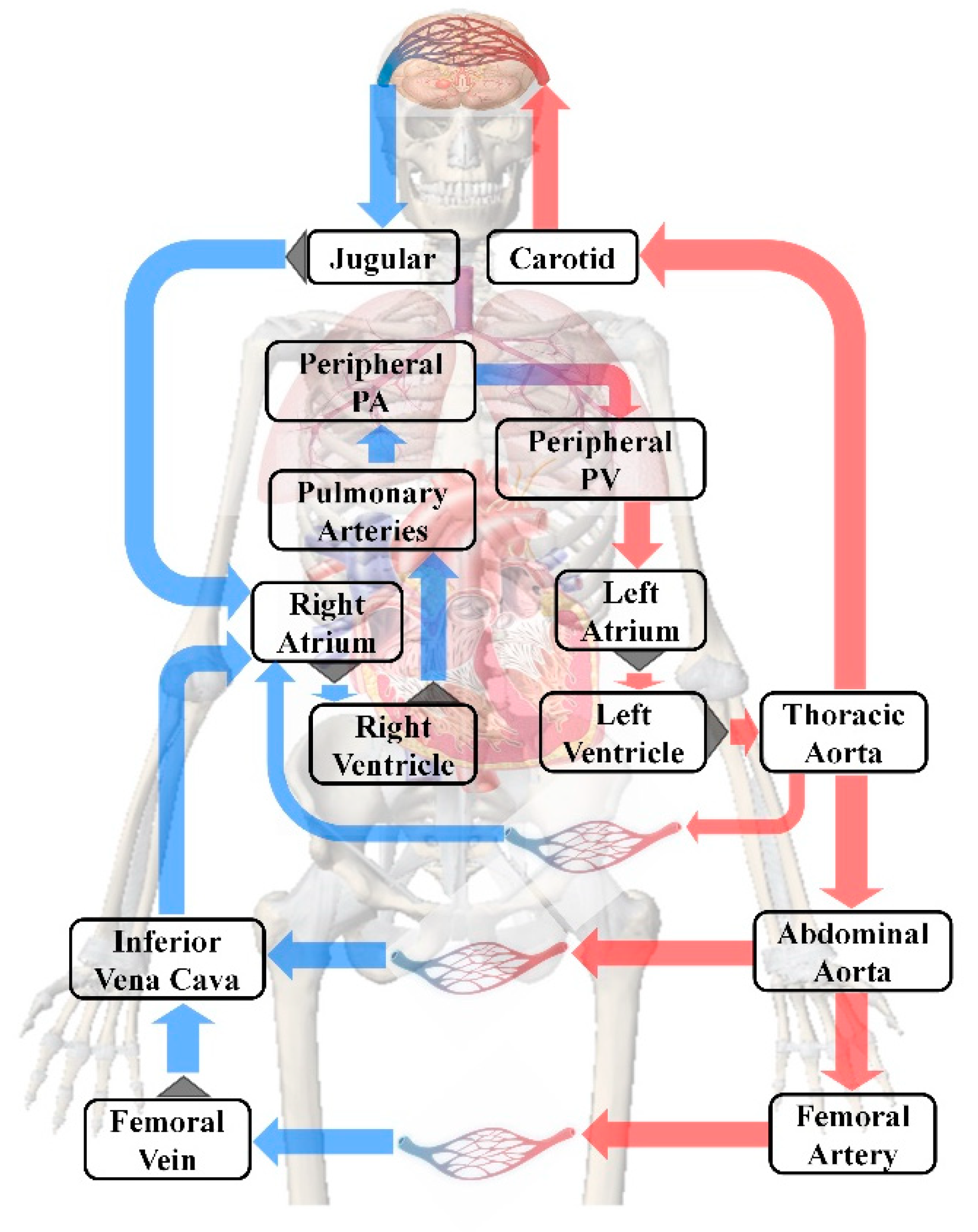 Bioengineering 09 00802 g005 Bioengineering 09 00802 g005