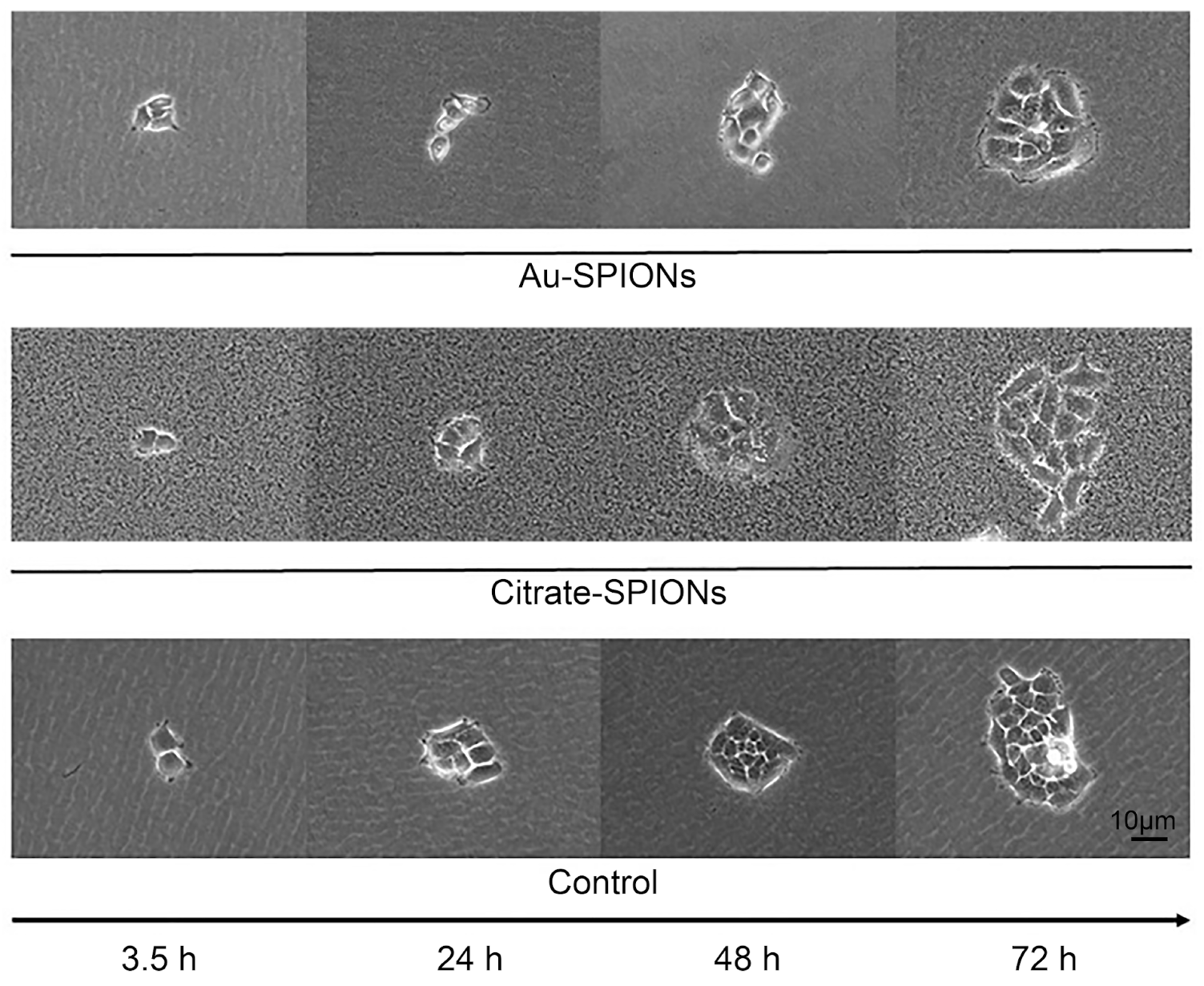 Bioengineering 09 00806 g002 Bioengineering 09 00806 g002