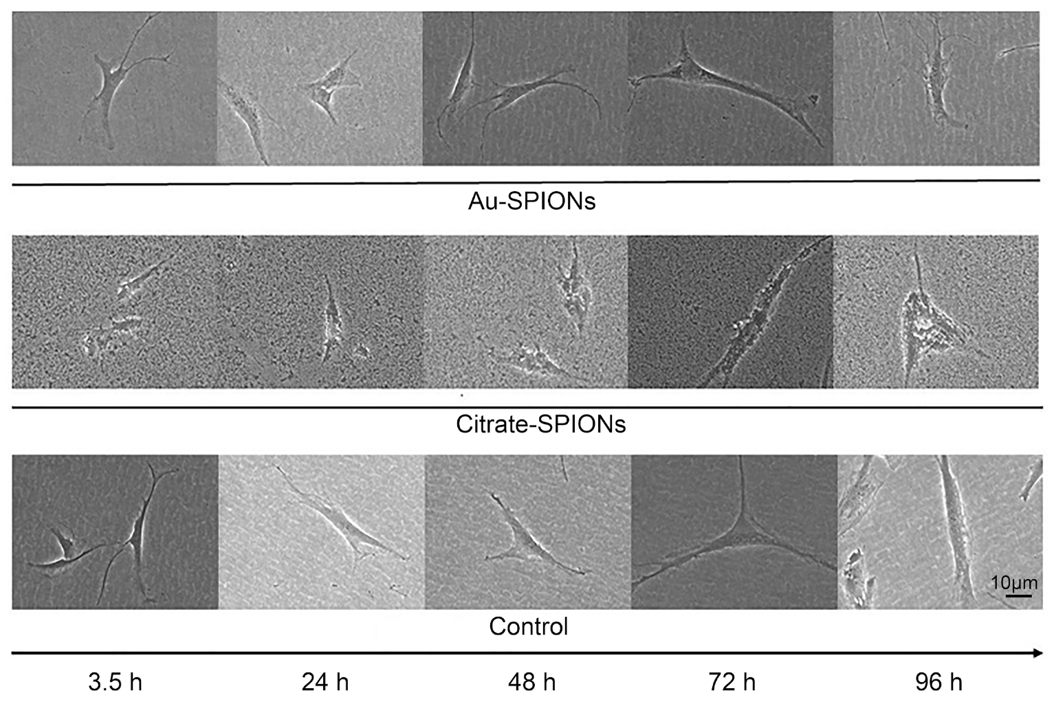 Bioengineering 09 00806 g003 Bioengineering 09 00806 g003