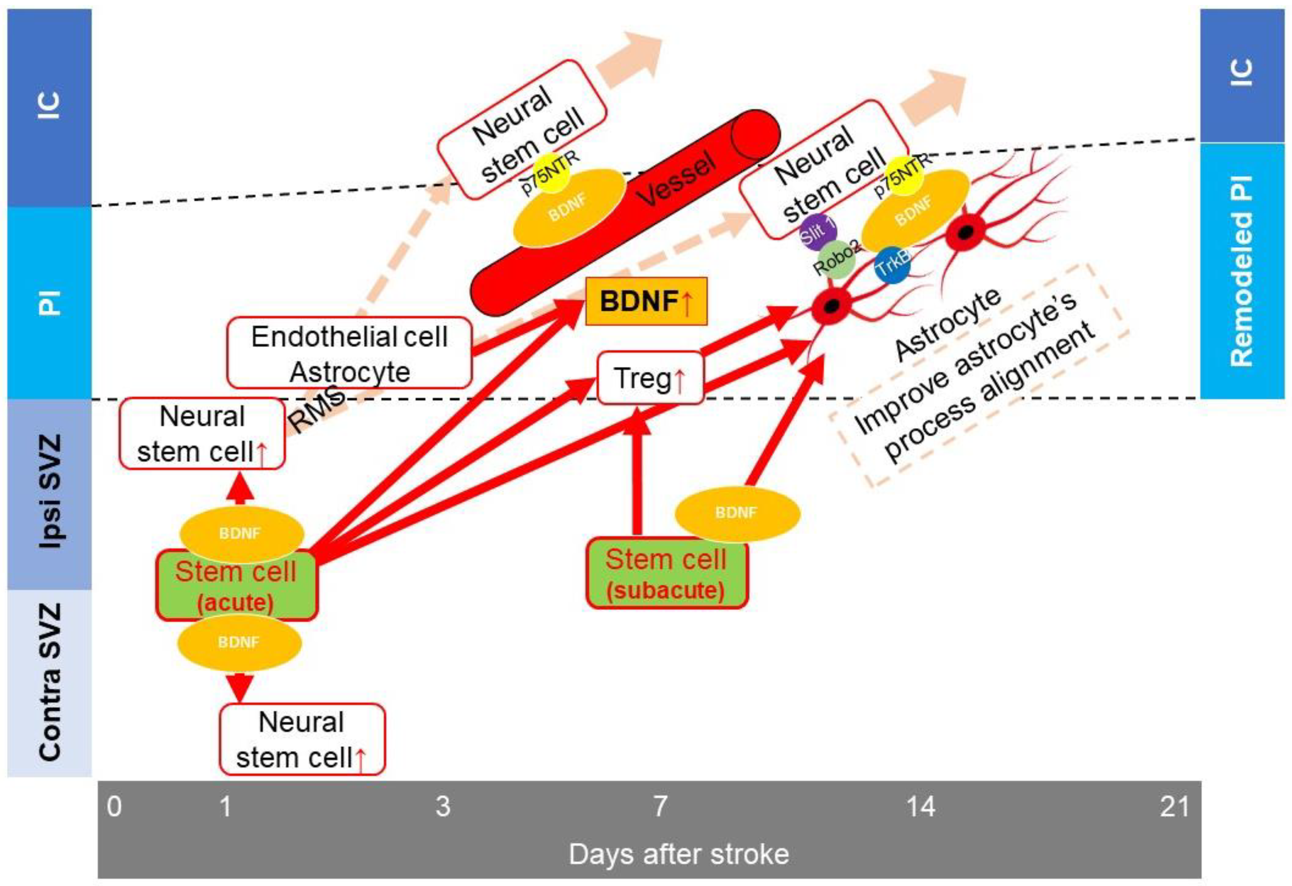 https://www.mdpi.com/bioengineering/bioengineering-10-00033/article_deploy/html/images/bioengineering-10-00033-g003.png