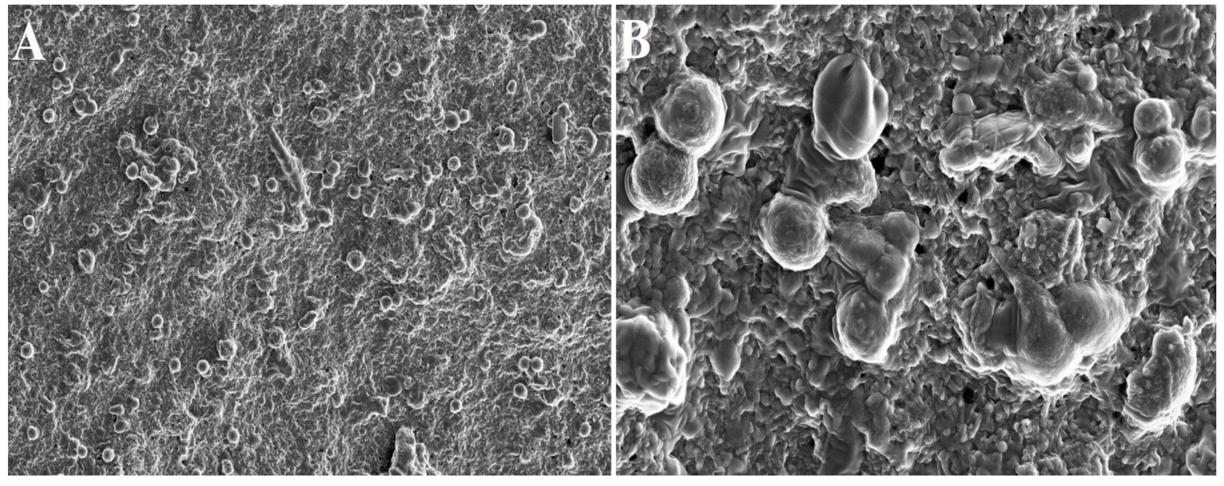 Bioengineering 10 00058 g003 Bioengineering 10 00058 g003