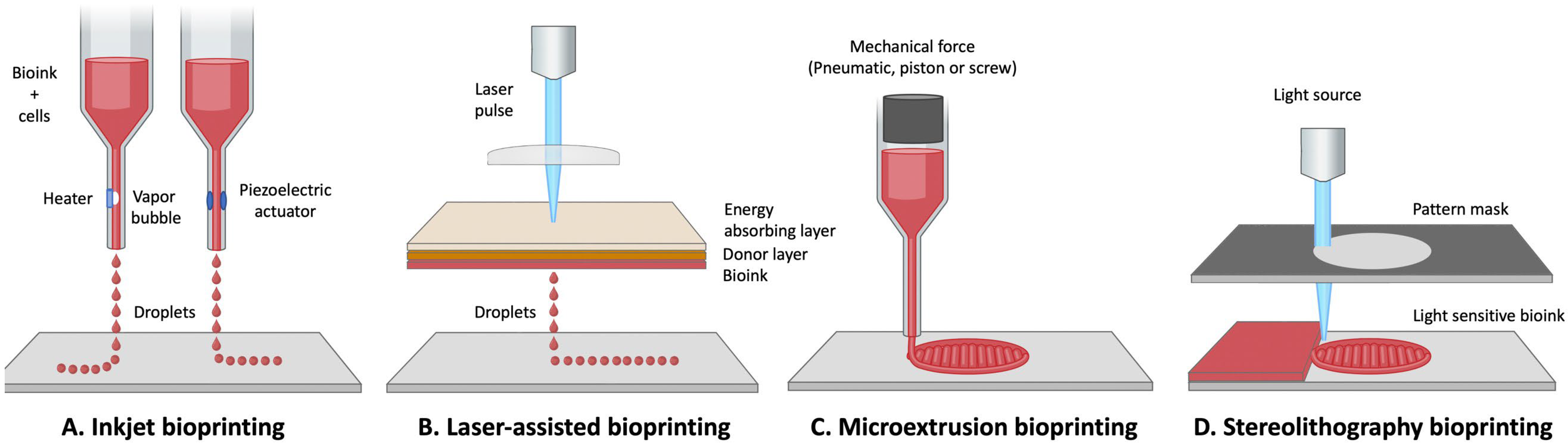 Bioengineering | Free Full-Text | In Vitro 3D Modeling of ...