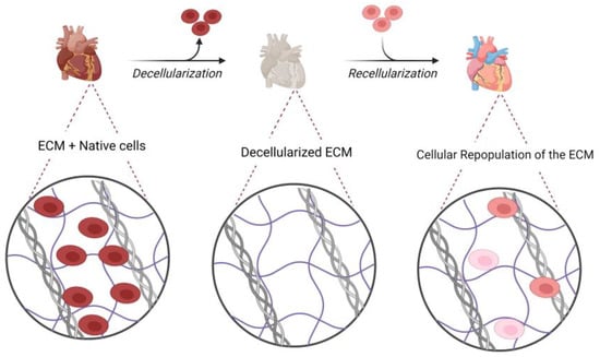 Design of a physiologically adaptable cardiac patch. (A) Photograph of