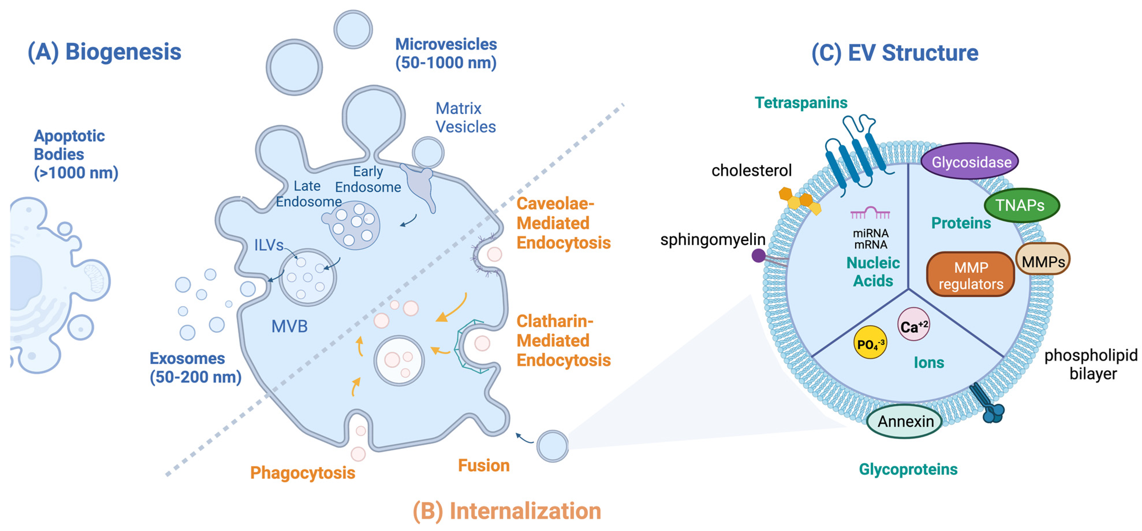 Bioengineering 10 00136 g001 Bioengineering 10 00136 g001