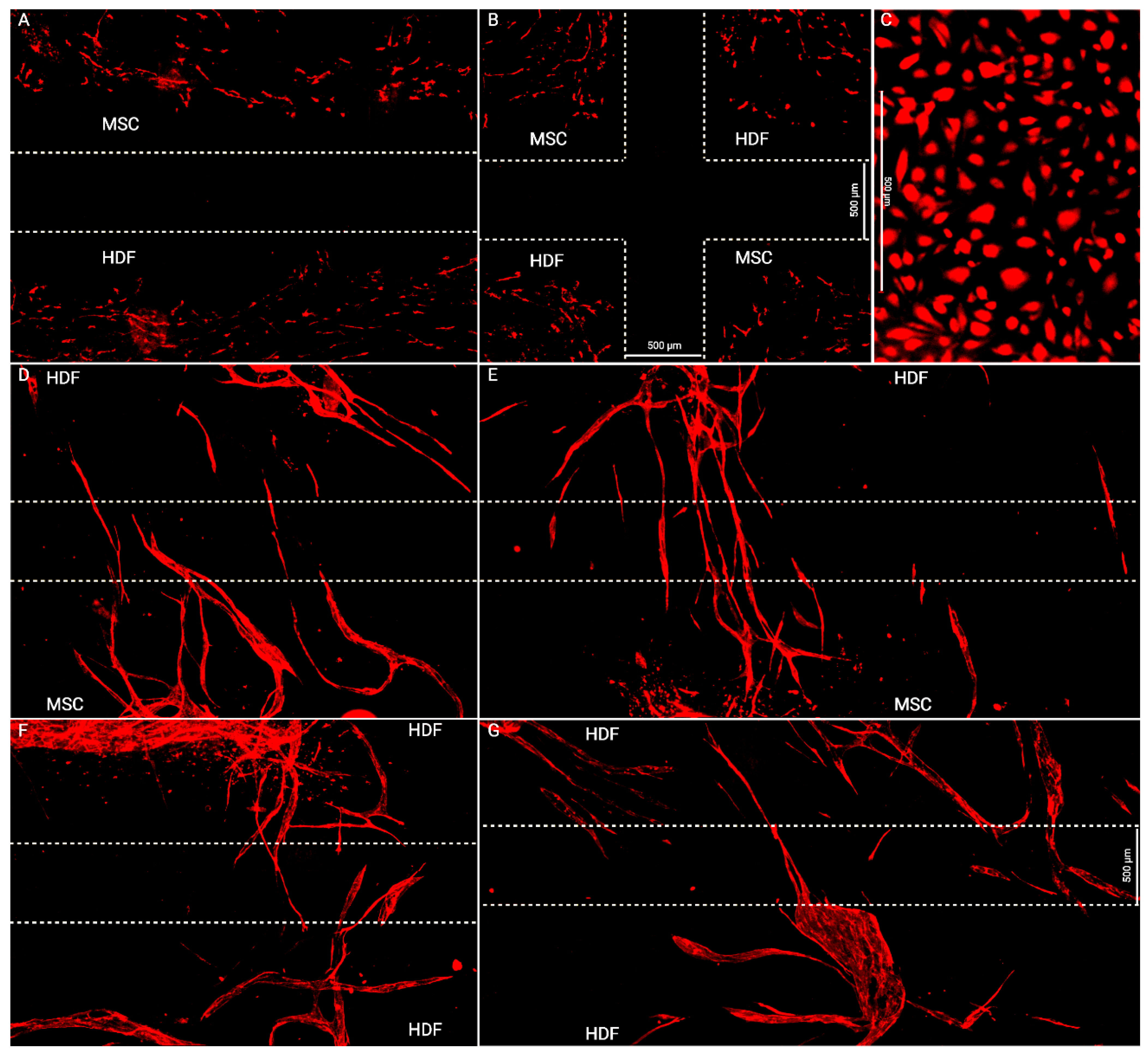 Bioengineering 10 00149 g004