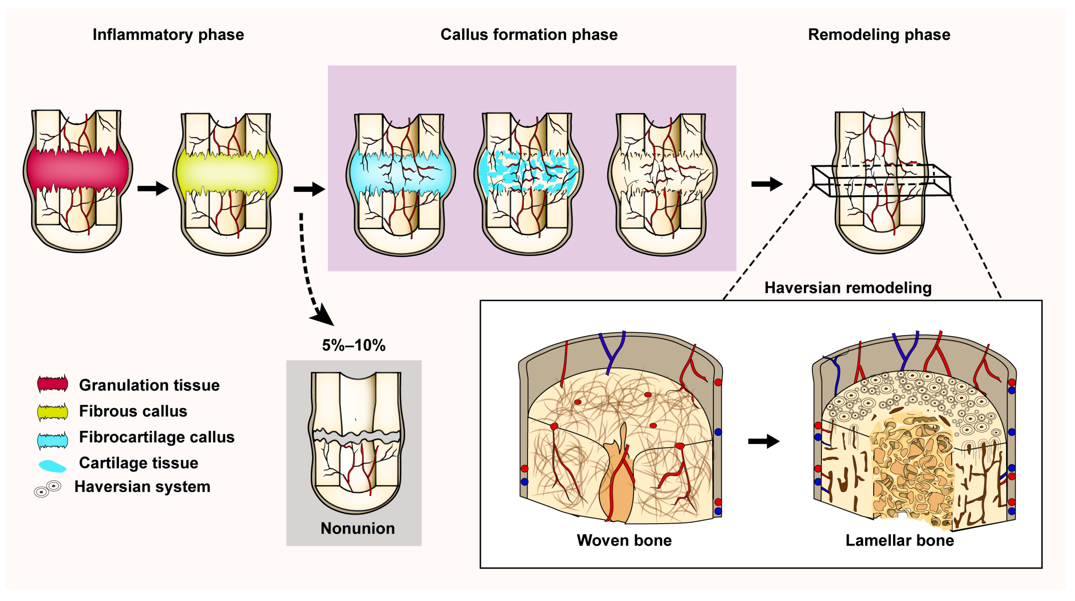 Bioengineering 10 00201 g001 Bioengineering 10 00201 g001