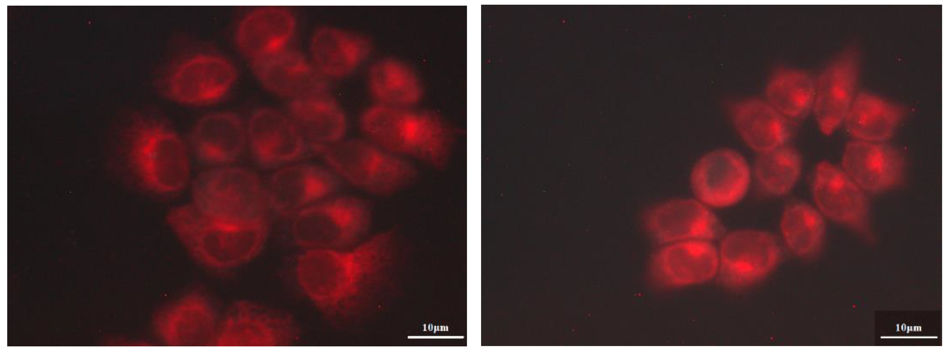 Bioengineering 10 00244 g010 Bioengineering 10 00244 g010