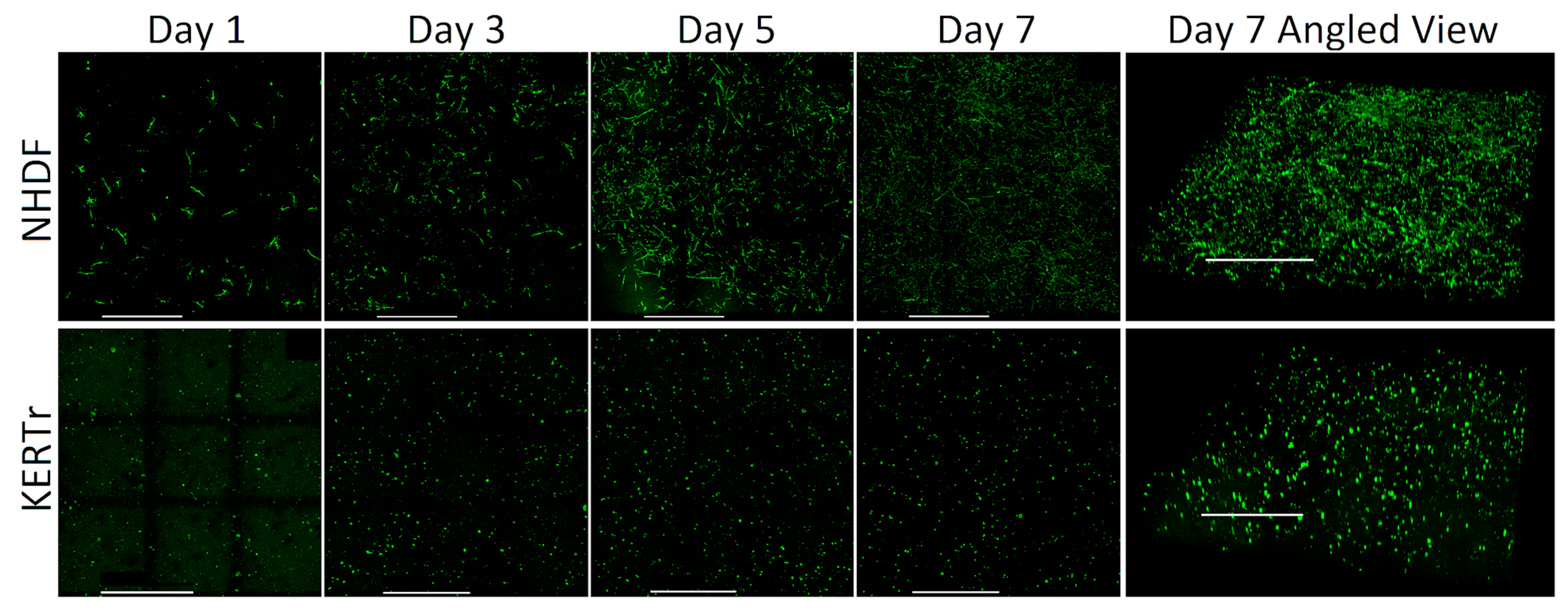 Bioengineering 10 00265 g003