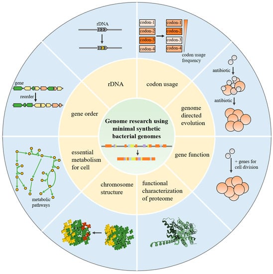 Bioengineering | Free Full-Text | Investigation Of Genome Biology By ...