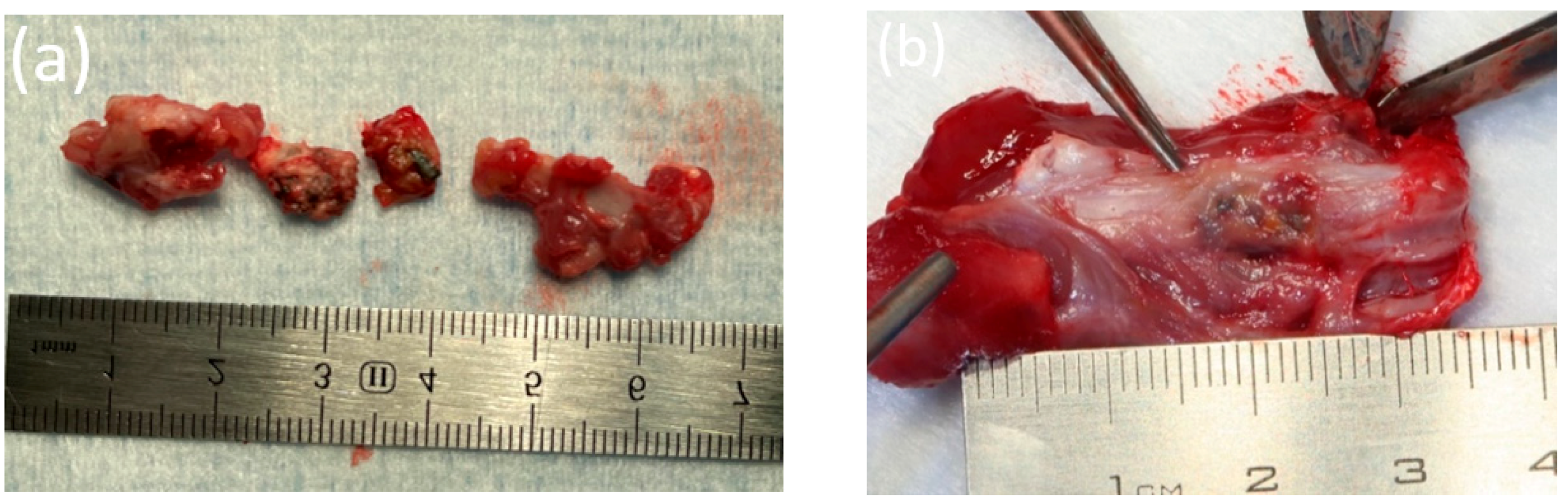 Bioengineering 10 00273 g004 Bioengineering 10 00273 g004