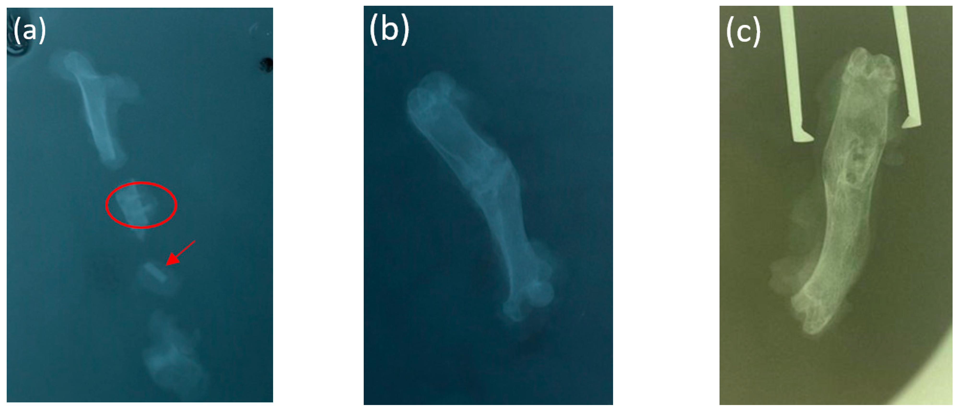 Bioengineering 10 00273 g007 Bioengineering 10 00273 g007