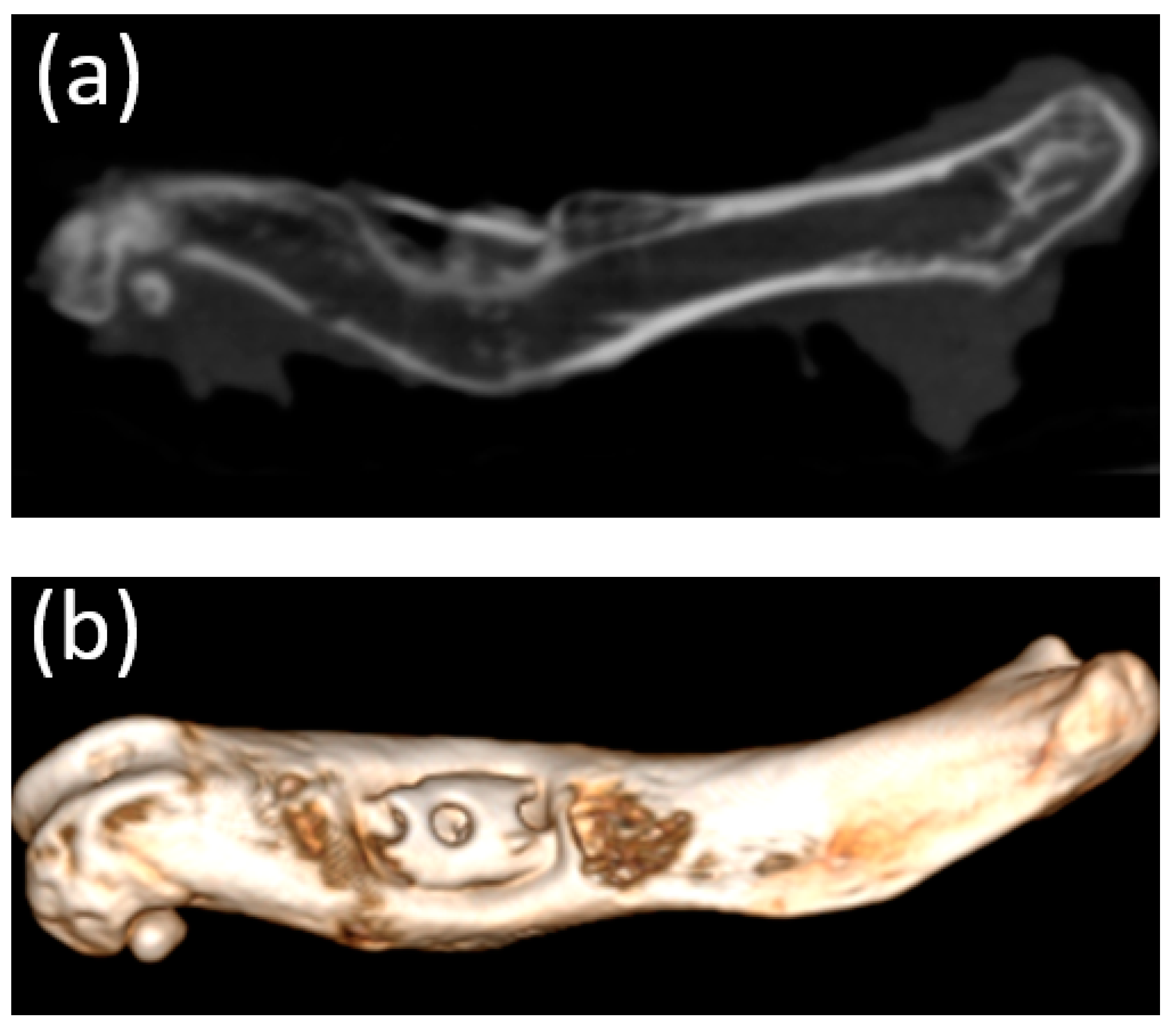 Bioengineering 10 00273 g010 Bioengineering 10 00273 g010
