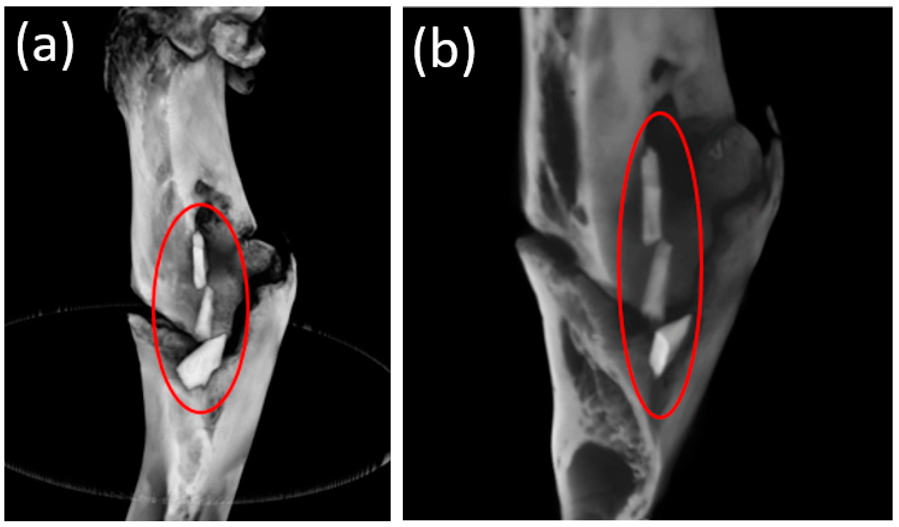 Bioengineering 10 00273 g012 Bioengineering 10 00273 g012
