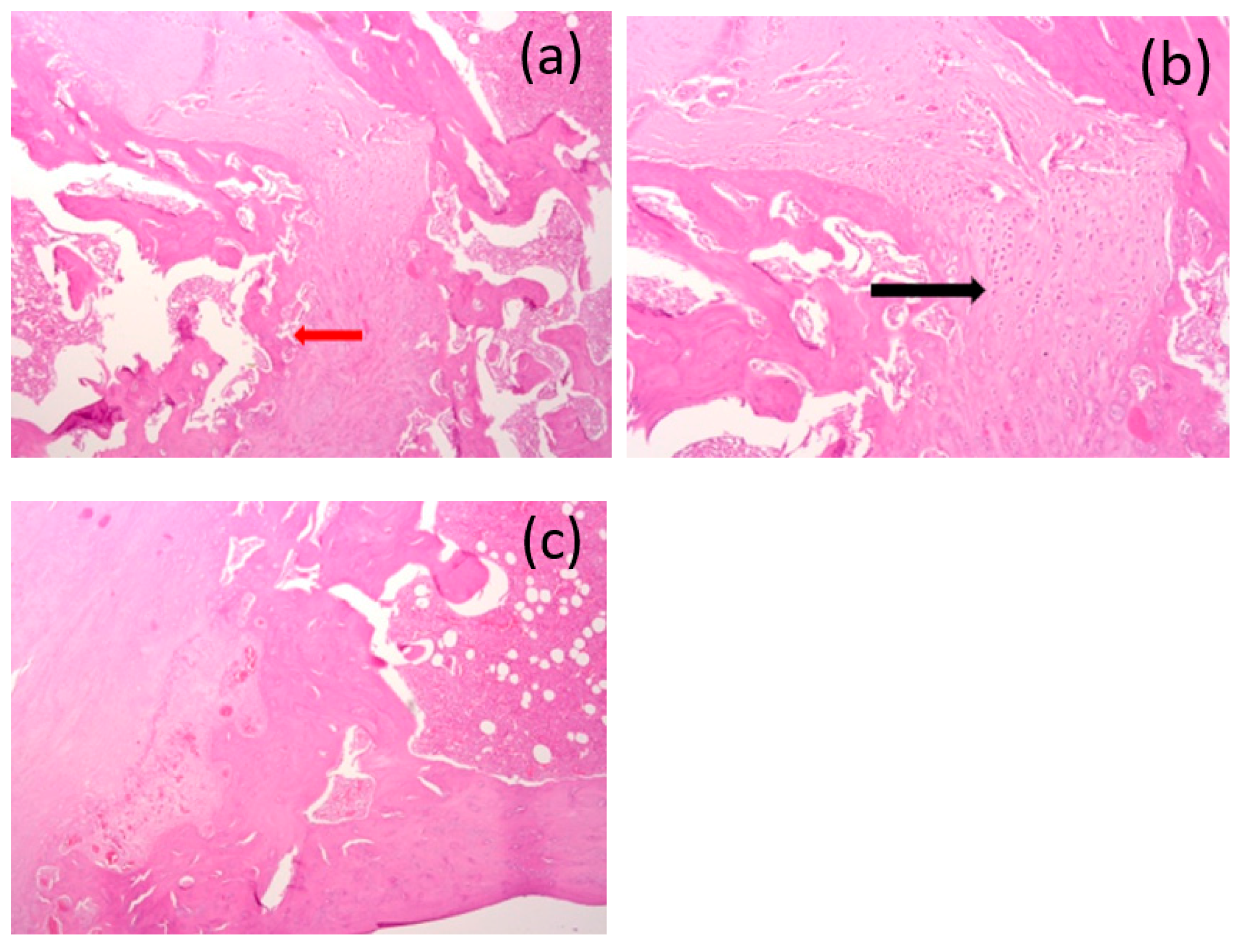 Bioengineering 10 00273 g016 Bioengineering 10 00273 g016