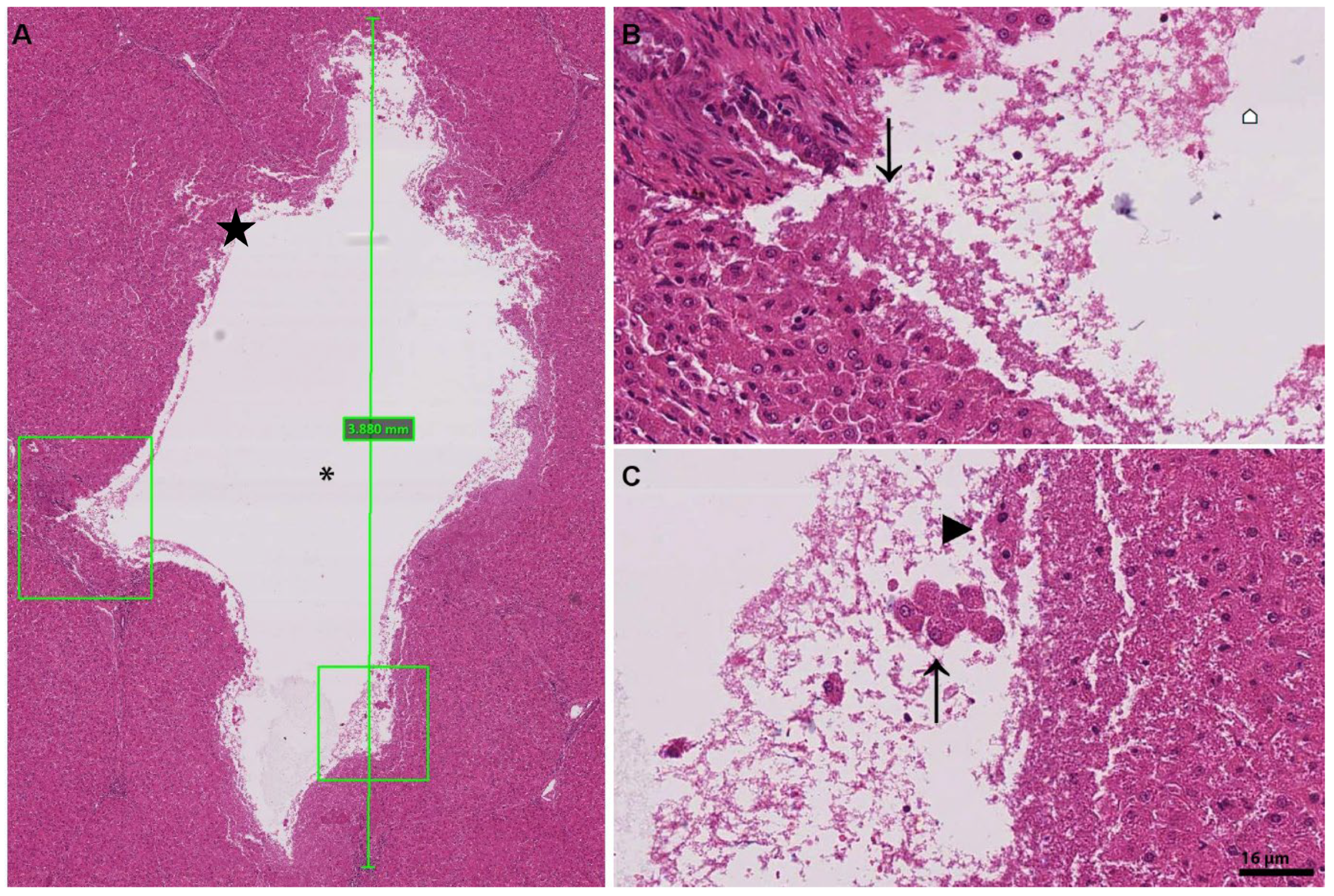 Bioengineering 10 00276 g003 Bioengineering 10 00276 g003
