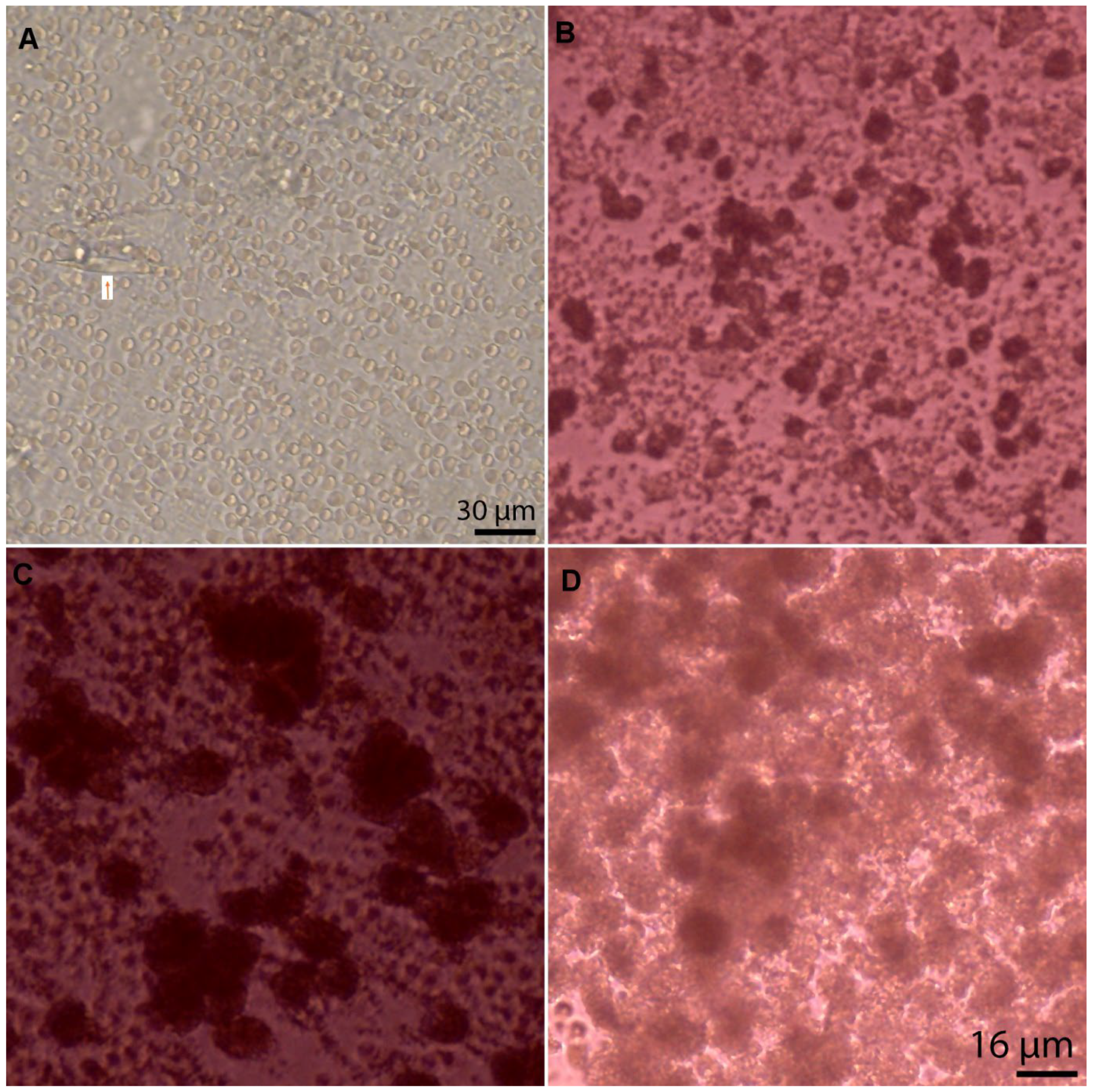 Bioengineering 10 00276 g004 Bioengineering 10 00276 g004