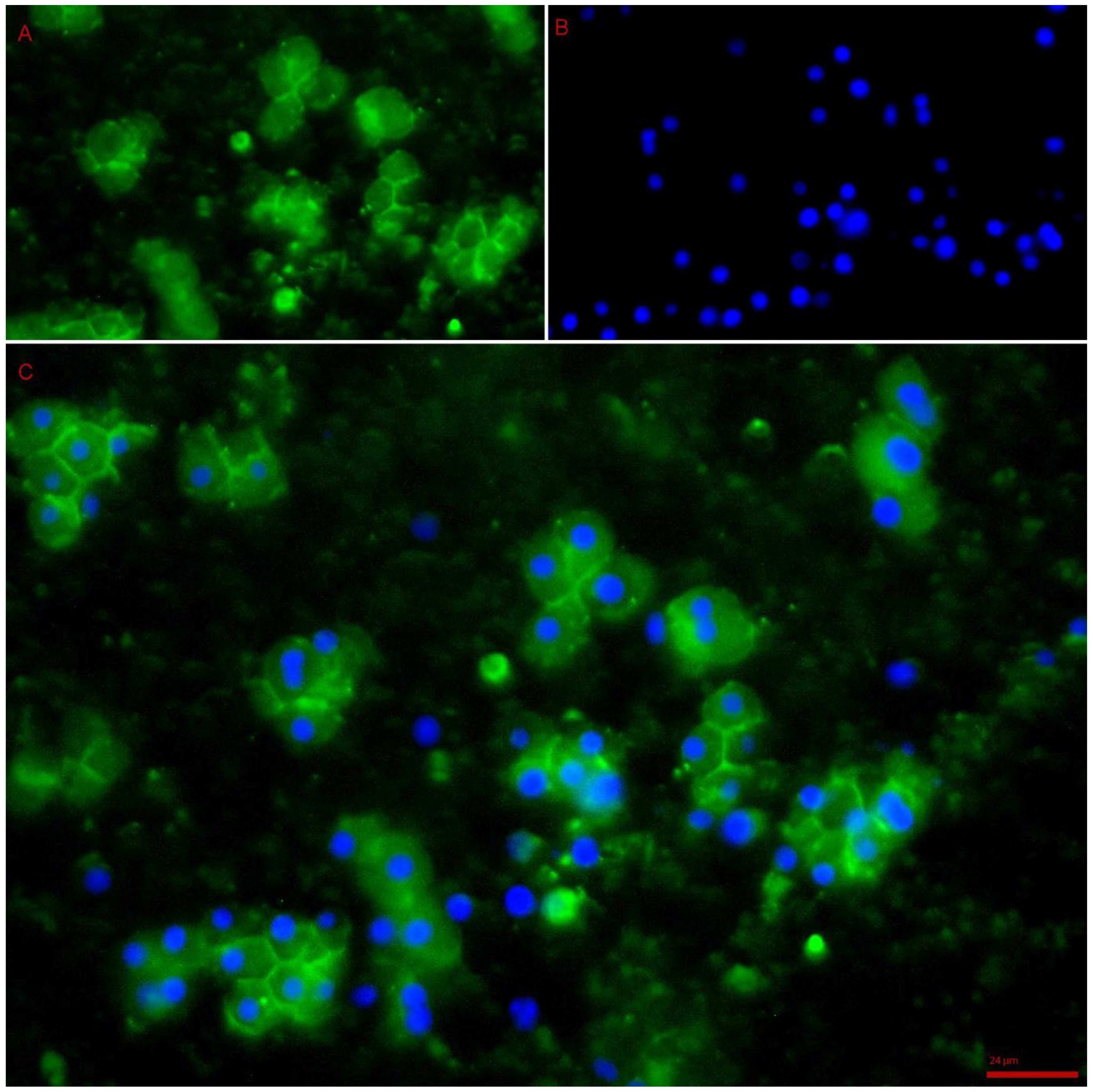 Bioengineering 10 00276 g006 Bioengineering 10 00276 g006