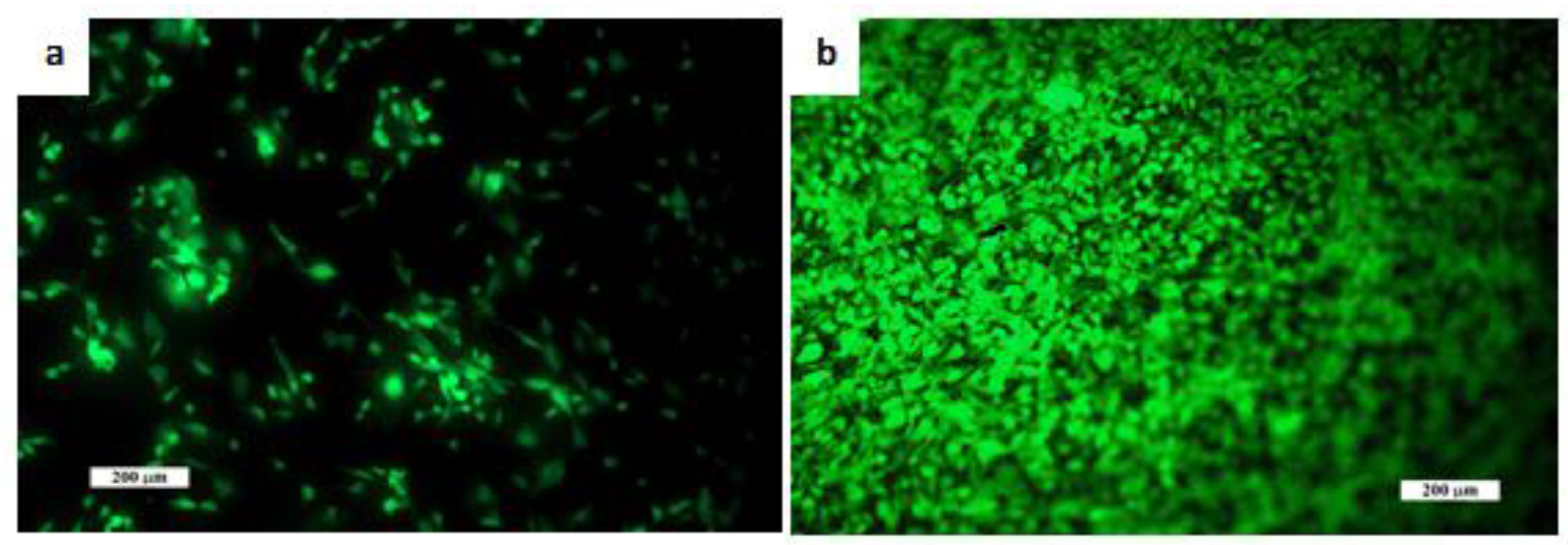 Bioengineering 10 00291 g004 Bioengineering 10 00291 g004