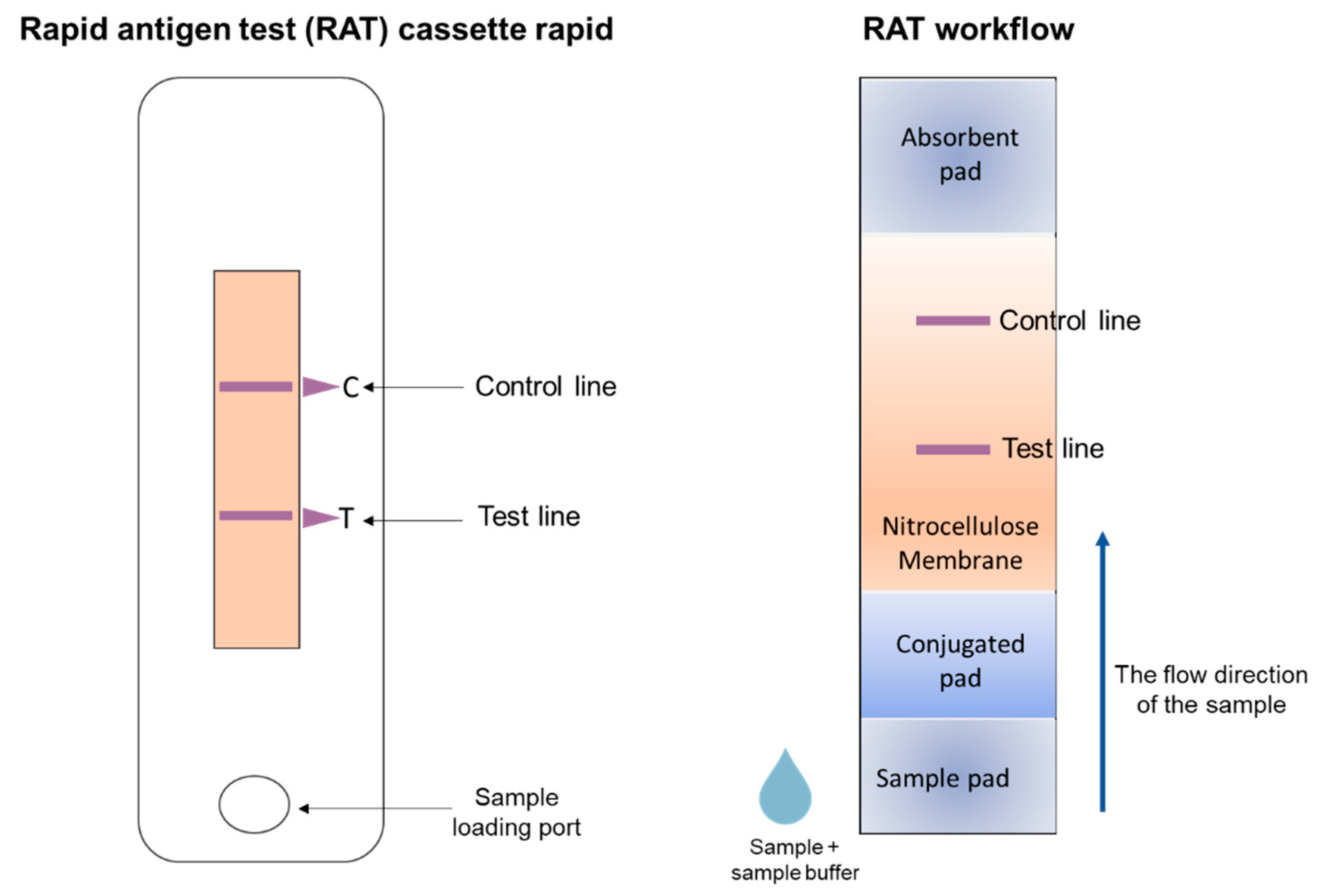 Diffusion of urine on test absorbent pad (a) and control absorbent