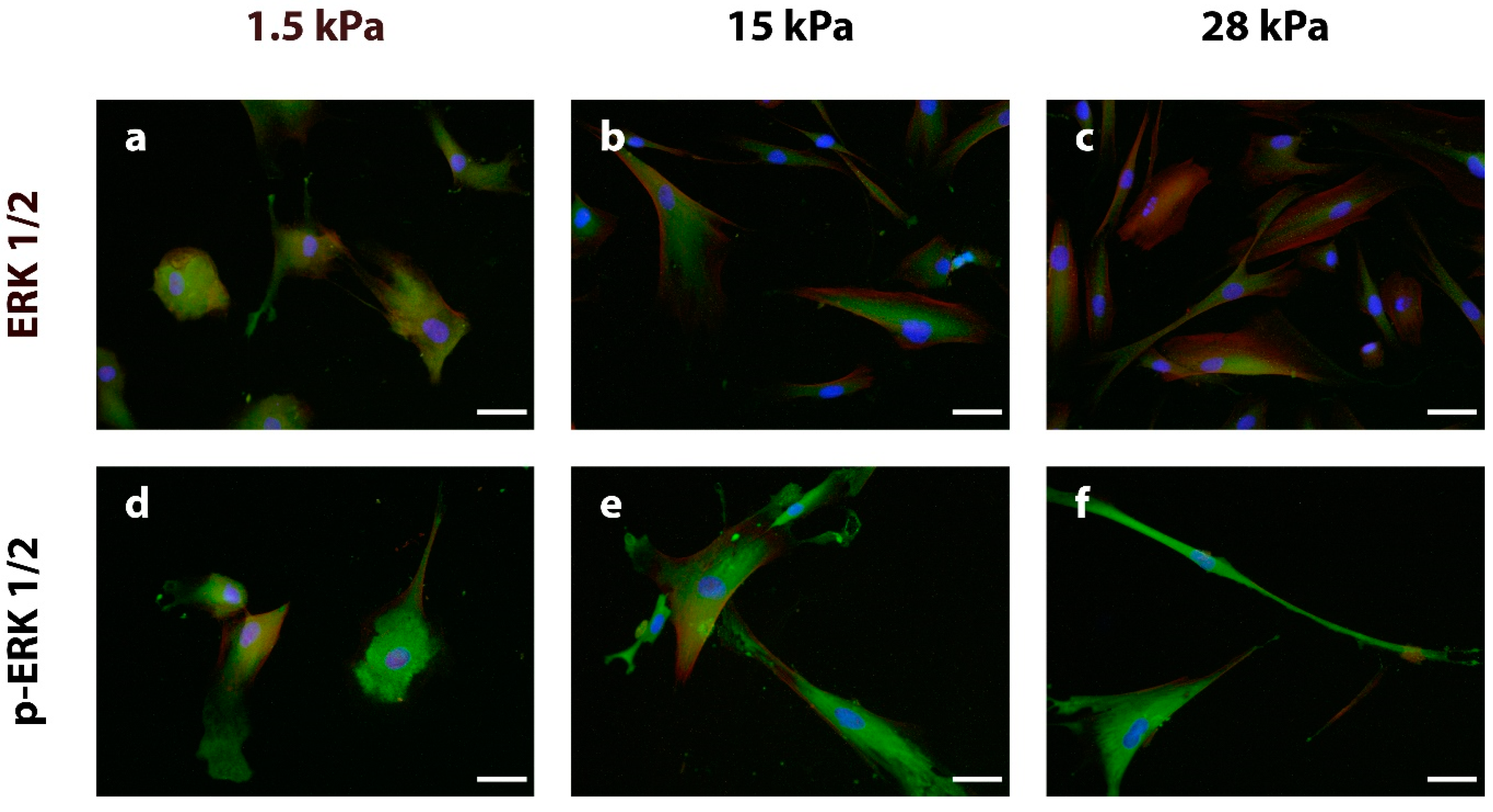 Bioengineering 10 00323 g005 Bioengineering 10 00323 g005