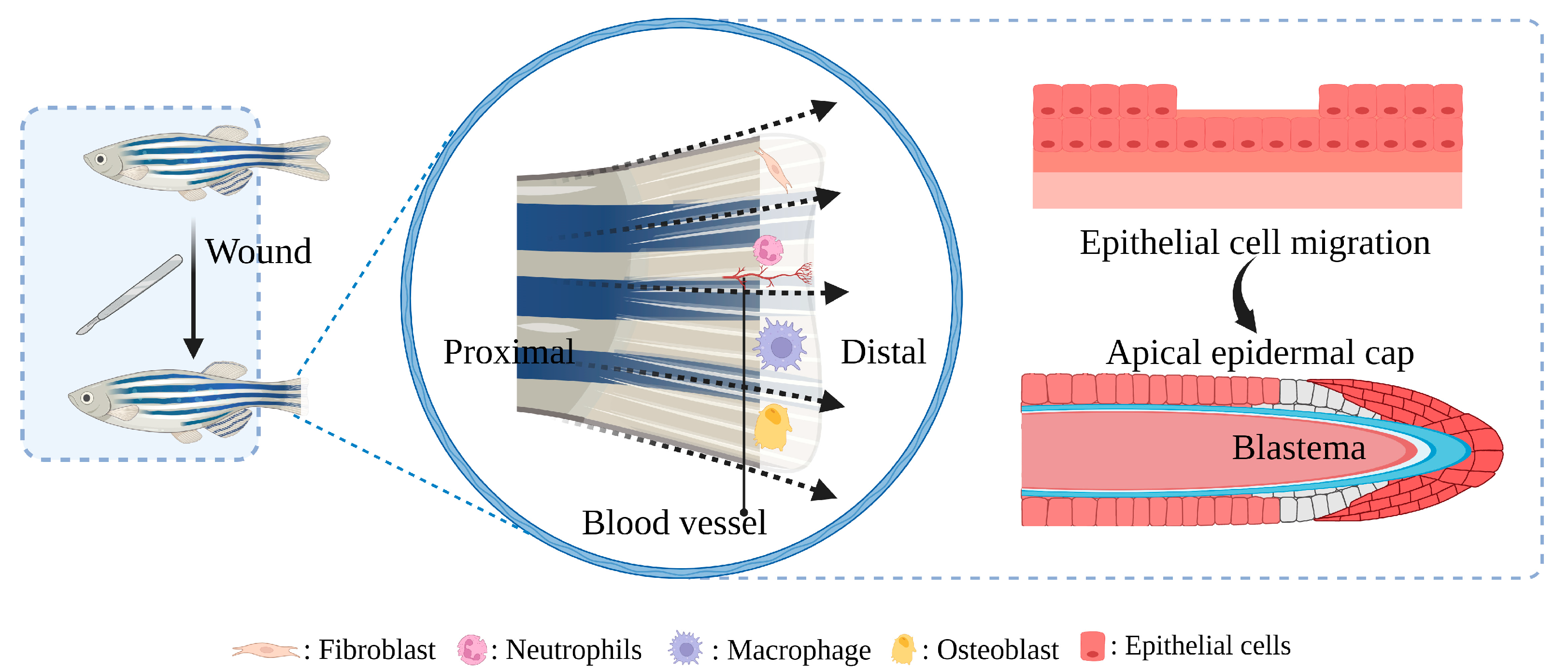 Bioengineering Free FullText Advances in Zebrafish for Diabetes