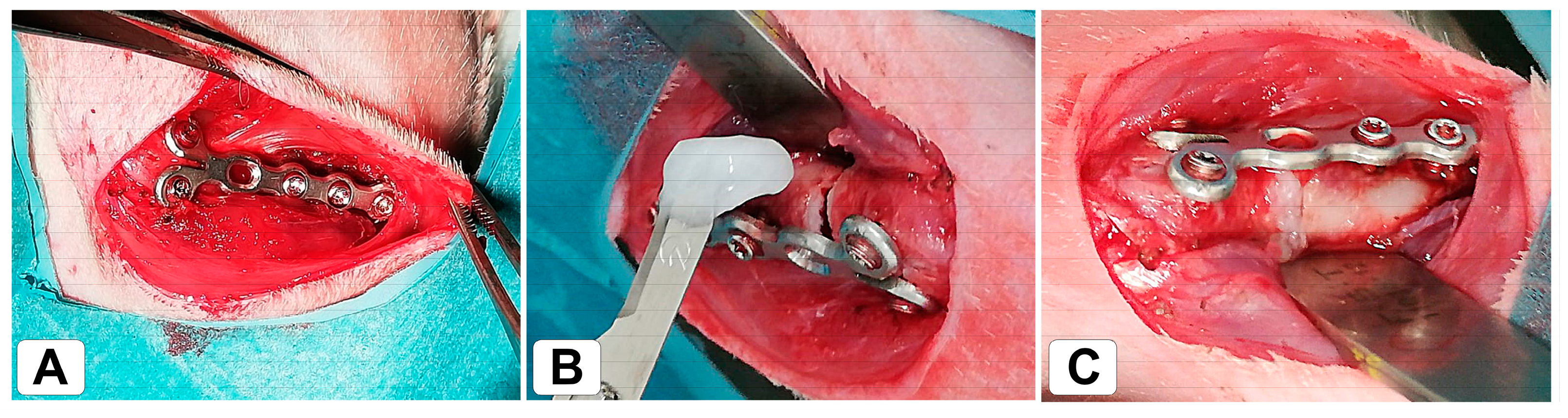 Bioengineering 10 00338 g001 Bioengineering 10 00338 g001