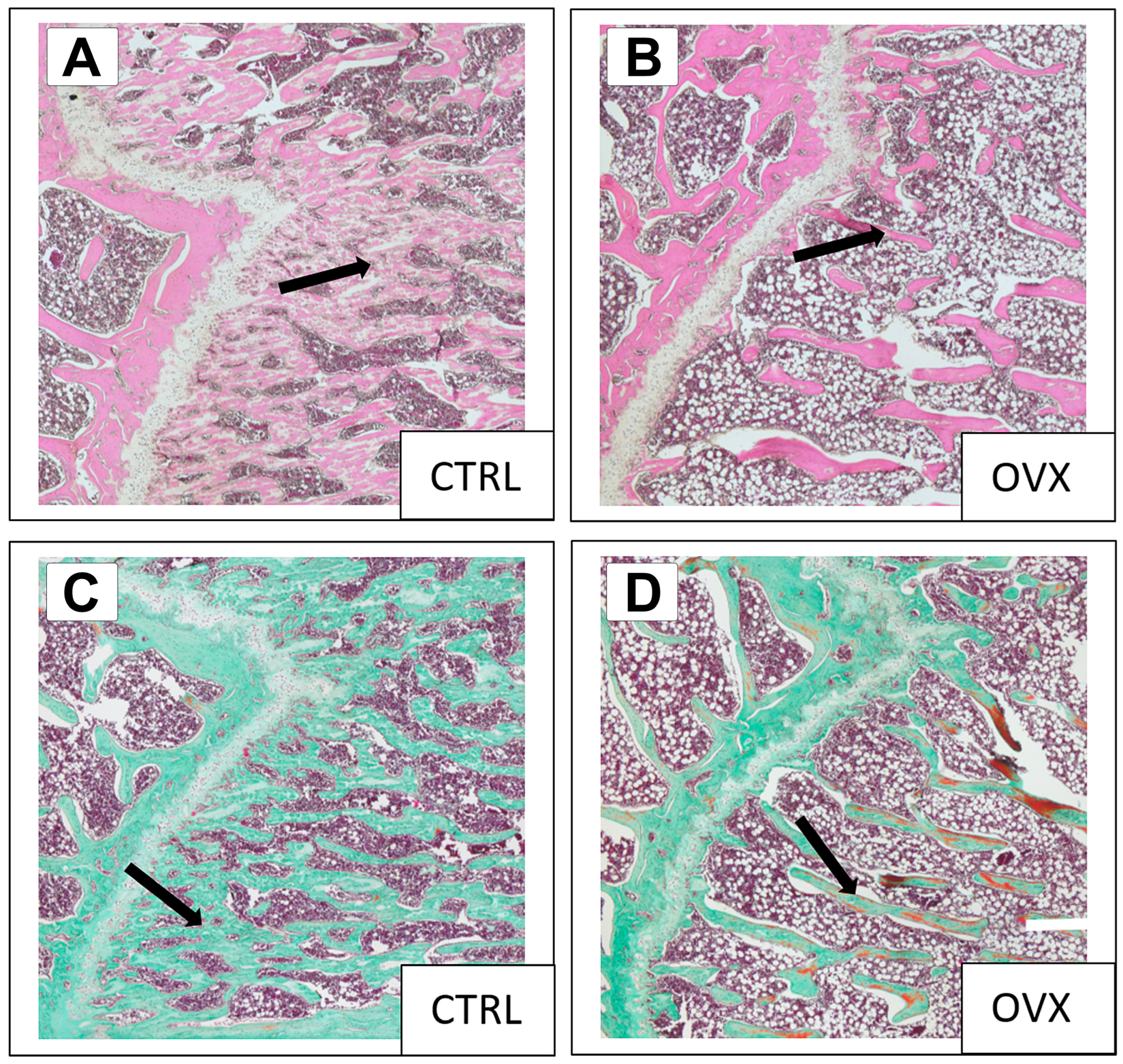 Bioengineering 10 00338 g003 Bioengineering 10 00338 g003
