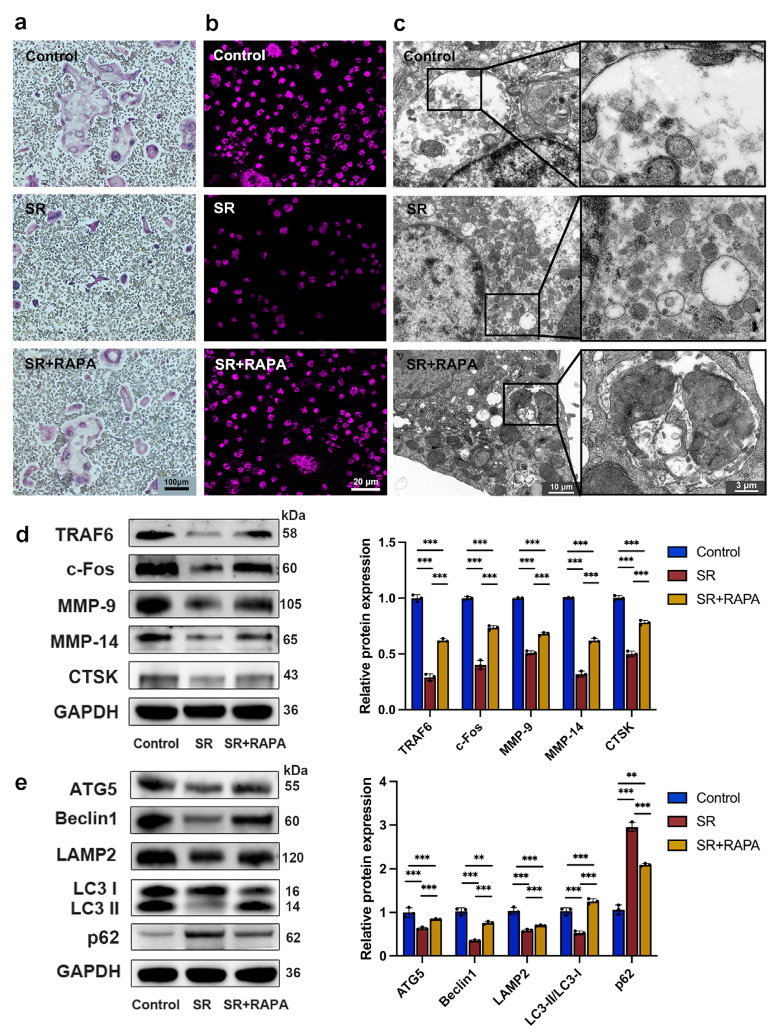 Bioengineering 10 00365 g001 Bioengineering 10 00365 g001